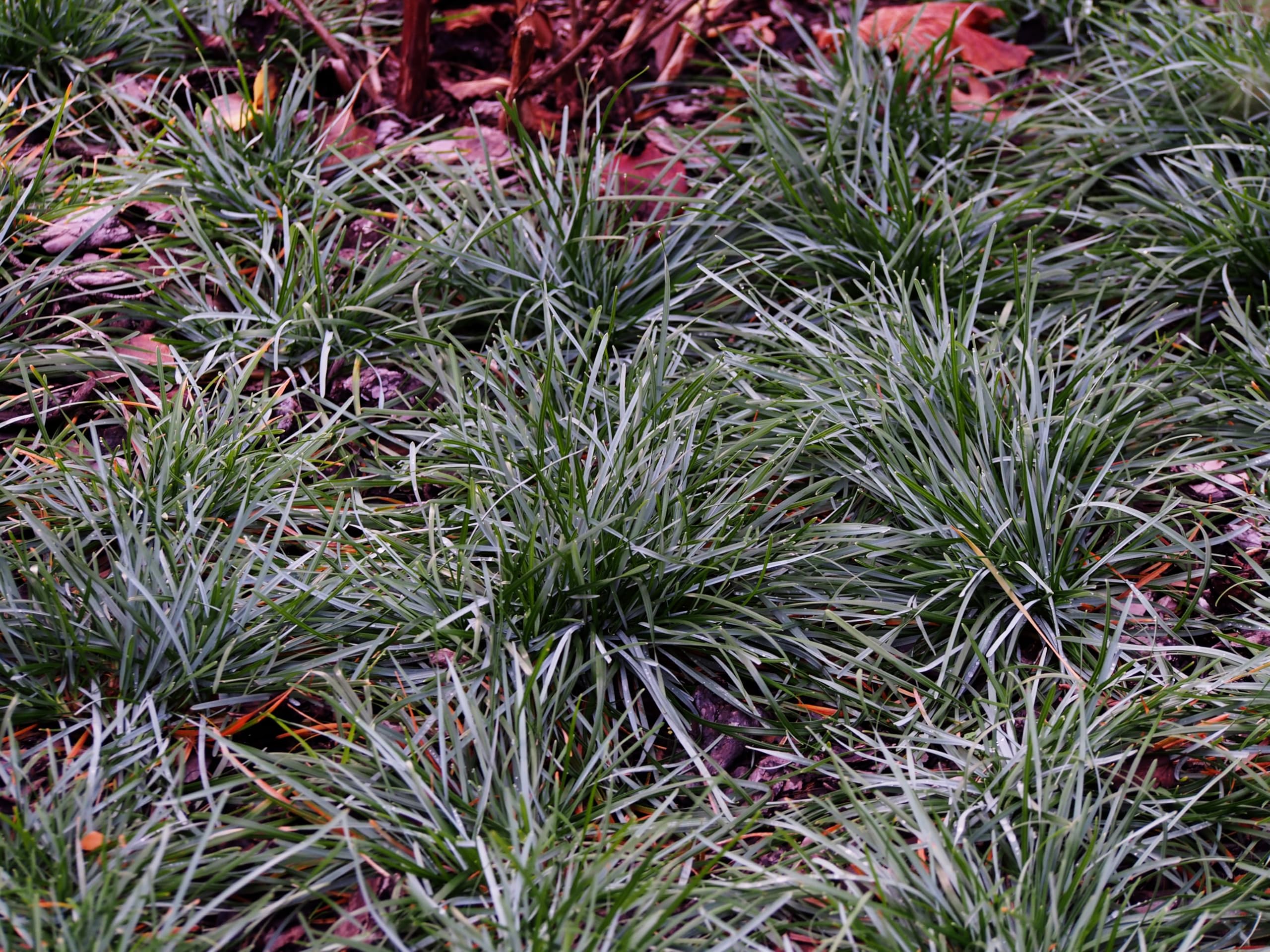 Stauden Gänge 10 x Sesleria sadleriana Ungarisches Blaugras winterhart