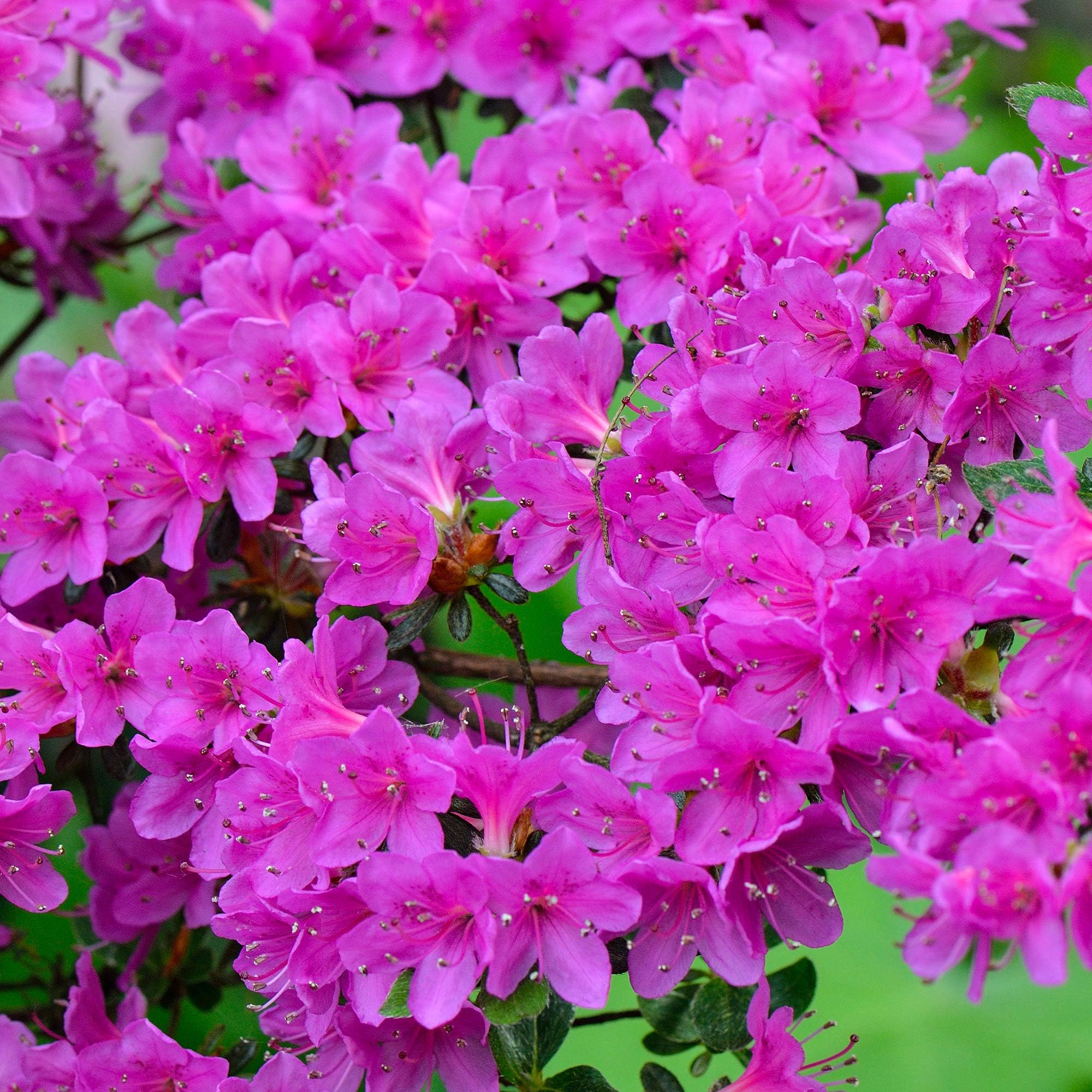 Purple Azalea Japanese Evergreen Shrub Outdoor Flowering Garden Plant in Pot (9cm Pot, 20-30cm)