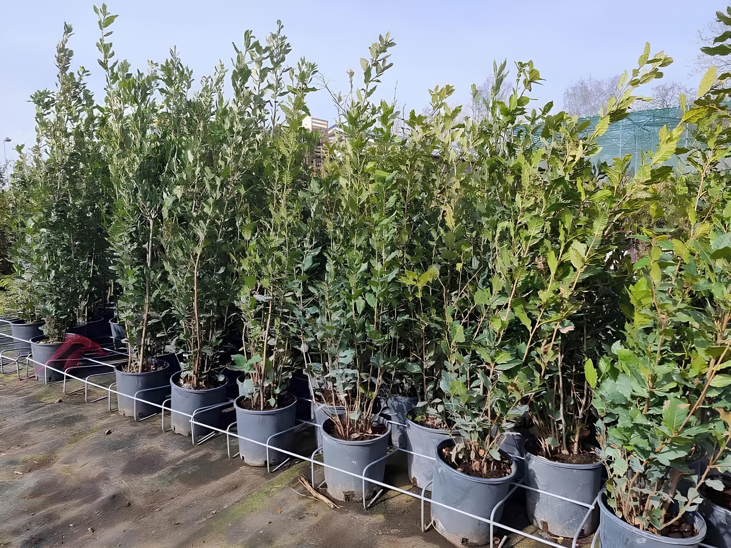 Leccio Elce "Quercus ilex" pianta sempreverde in vaso ø24 cm h 1 metro circa Albero Vero Vivaio di Castelletto