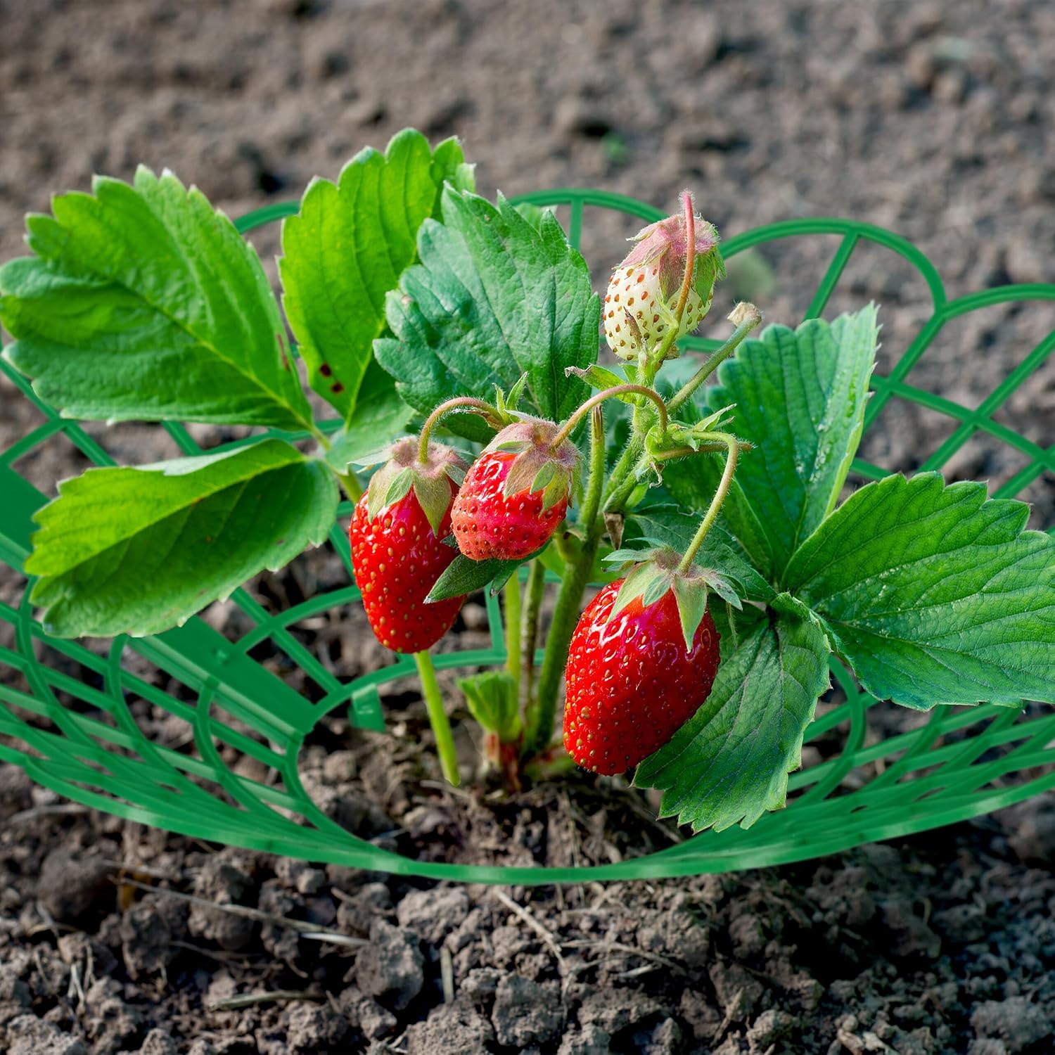 Relaxdays Strawberry Ripper, Set of 6, Snail Protection, Strawberries, Plastic, Strawberry Grid Against Rot & Mould, Green