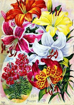 A SLICE IN TIME Fine Hardy Lilies Vintage Flowers Seed Packet Catalogue Advertisement Poster
