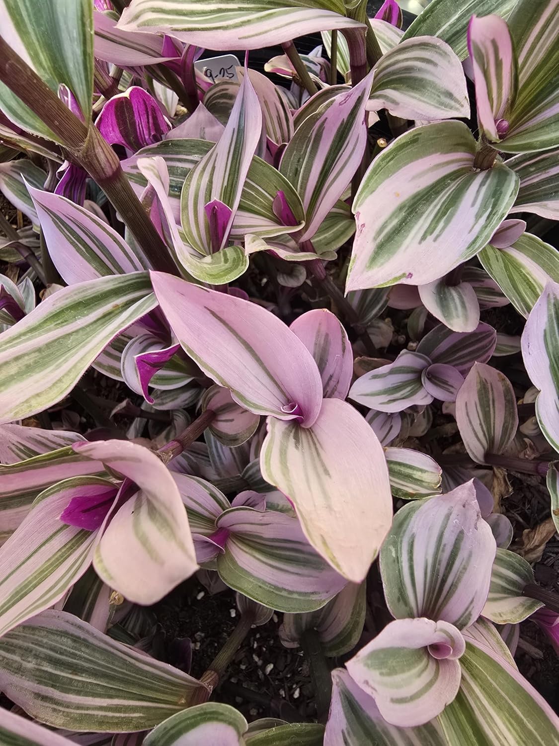 Wandering Jew| Set of 2| Pink Tradescantia Nanouk| Live Plants Rooted in 4 inch Pots