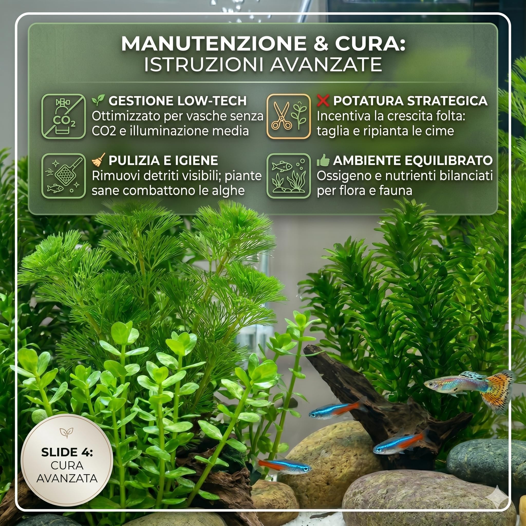 Set 3 Piante Vere Acquario Cabomba Bacopa Elodea Densa Kit Piante Vive Acqua Dolce Facili da Coltivare
