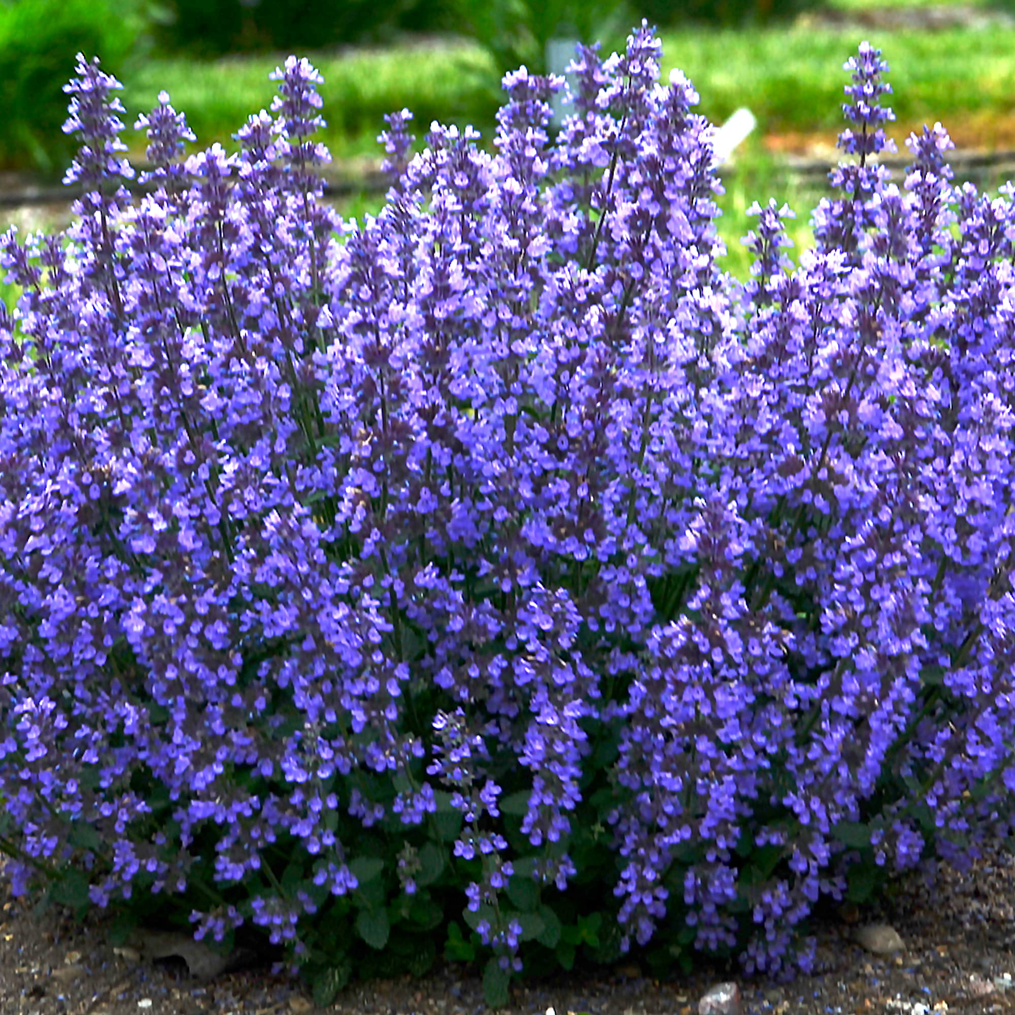Nepeta Cats Pajamas Catmint Outdoor Blue Flowering Perennial Garden Plants in Plant Pot (9cm Pot, 15-30cm)