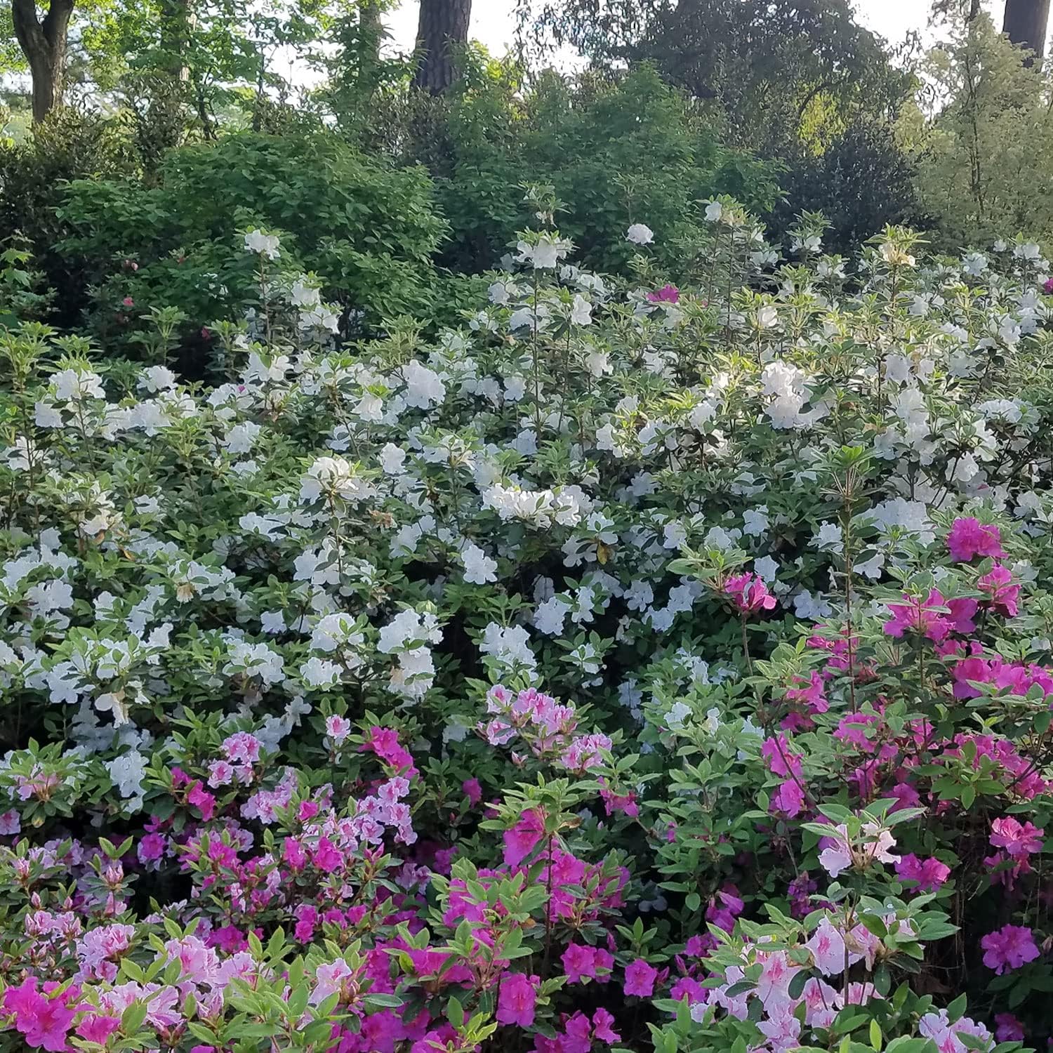 Encore Azalea Autumn Lily (1 Gallon) White Flowering Shrub - Live Full Sun Outdoor Plant