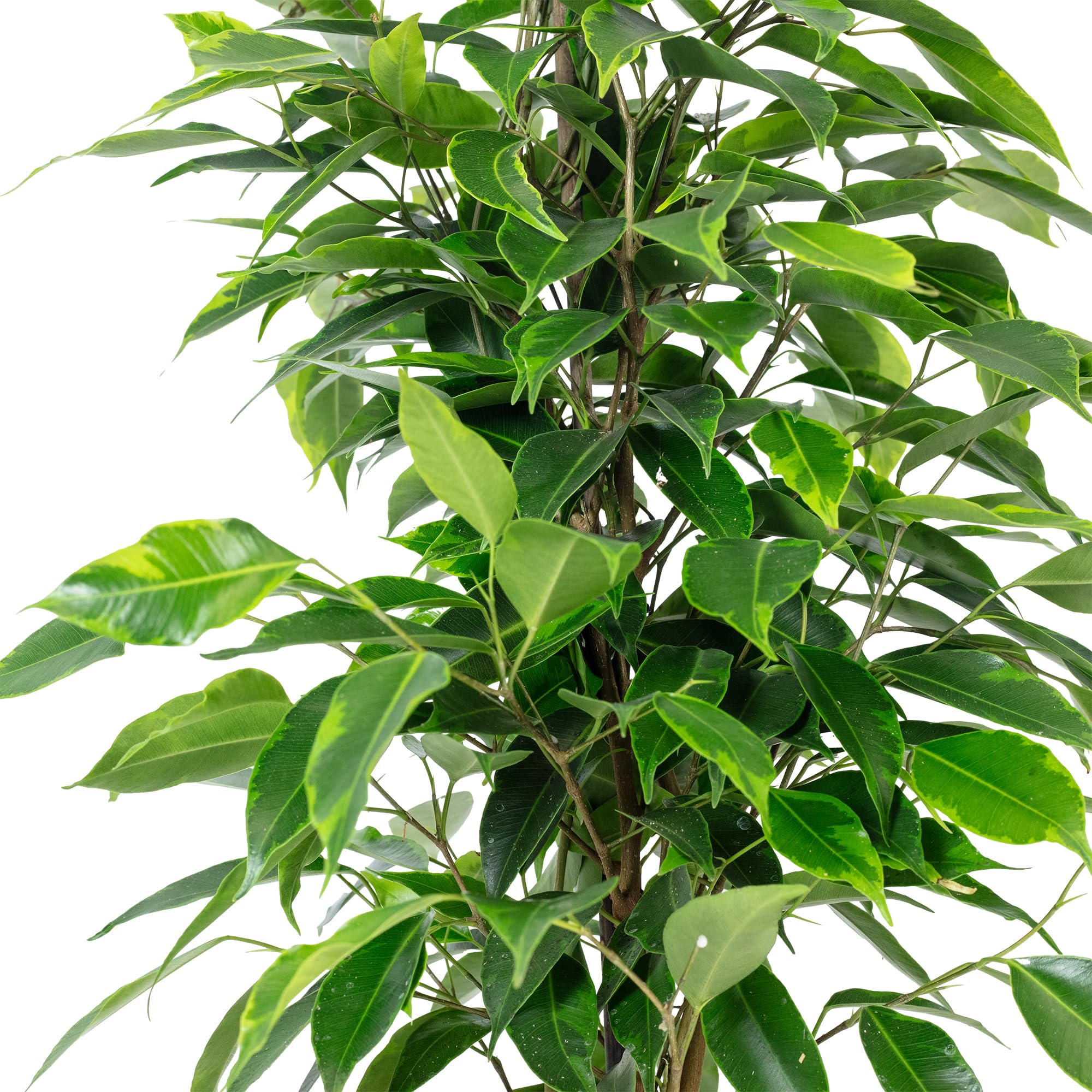 Exotenherz - Birch Fig - Ficus Anastasia - Light Green Leaves - 1
