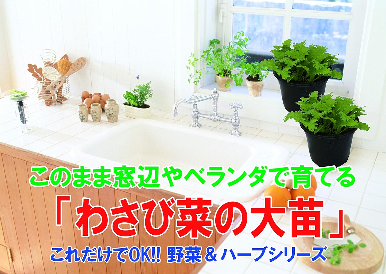 Amazon わさび菜の大苗 繰り返し何回も収穫可能 室内 戸外通年栽培用大苗 肥料付き これだけでokシリーズ このまま室内窓辺や戸外のベランダで育てるシリーズ 野菜苗18cm硬質ポット大苗 1個売り 少しだけ辛味のある美味しい香味菜です 葉は大きくやわらかで