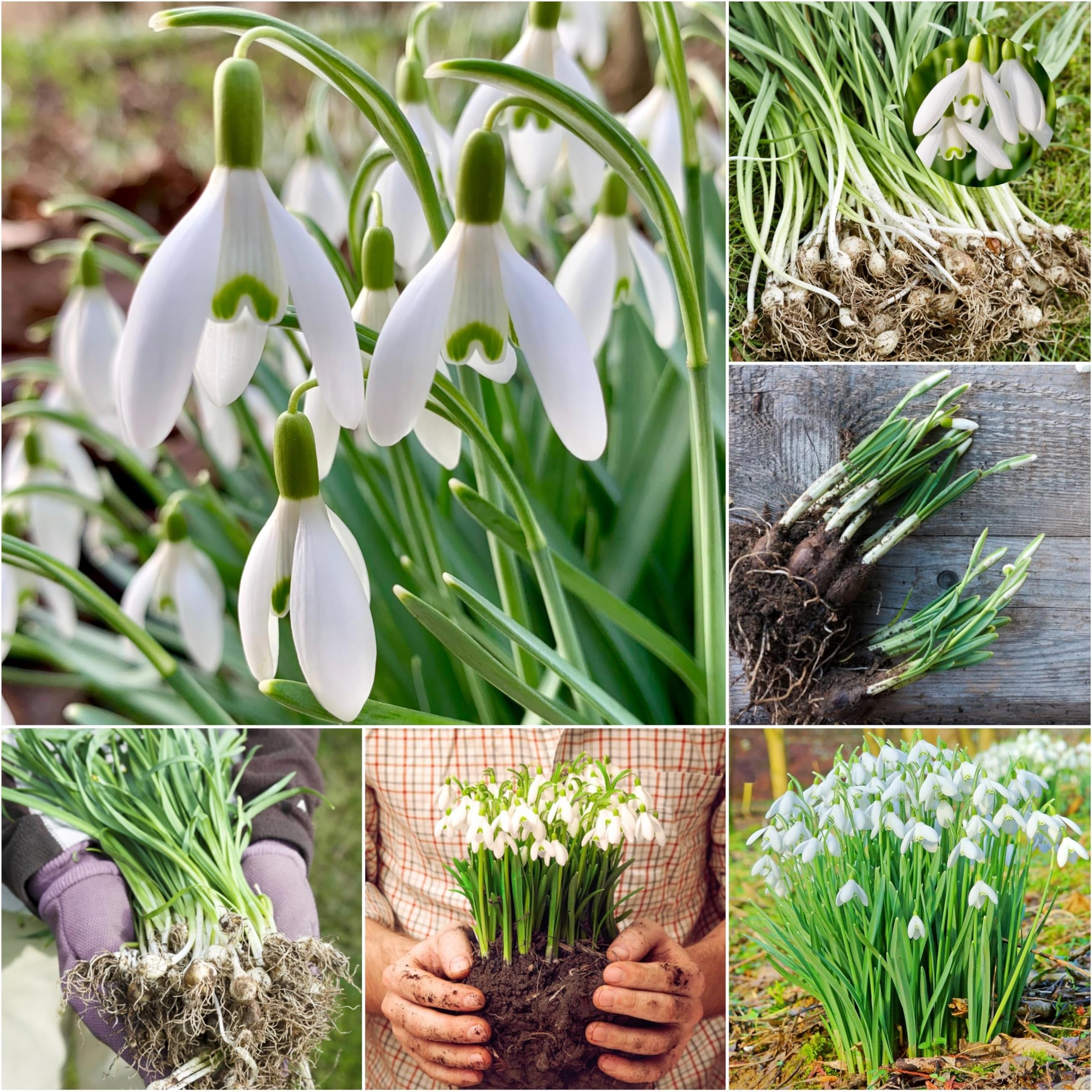 Woodland Bulbs® 50 x Single Snowdrops Bulbs - Galanthus Nivails - Freshly Lifted Snowdrop Bulbs - Snowdrop Bulbs for Planting Now UK - Trusted UK Seller (Free UK P&P)