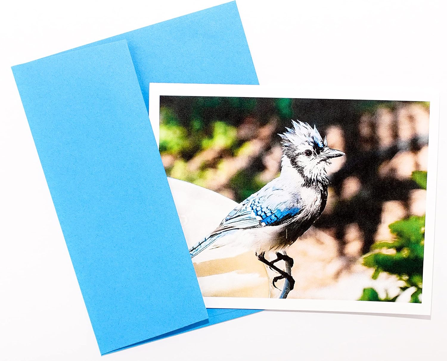 Bird Photography Smooth Note Cards 16 w/18 Colored Envelopes, Boxed Set (4.25"x 5.50") Blank Inside - Made in USA