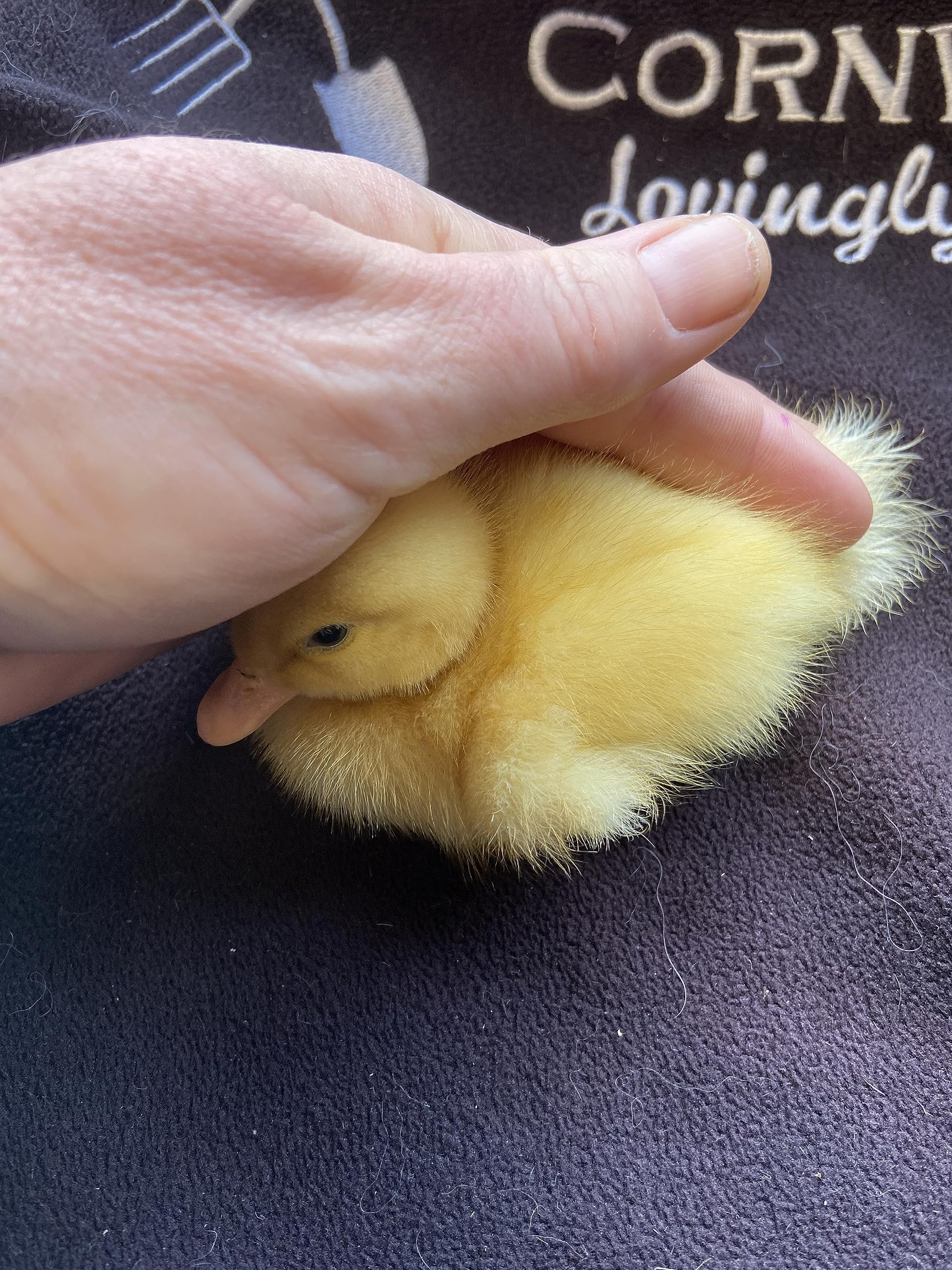 6 Fertile DUCK hatching eggs - large breed