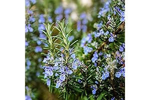 Outsidepride Creeping Rosemary Perennial Ground Cover