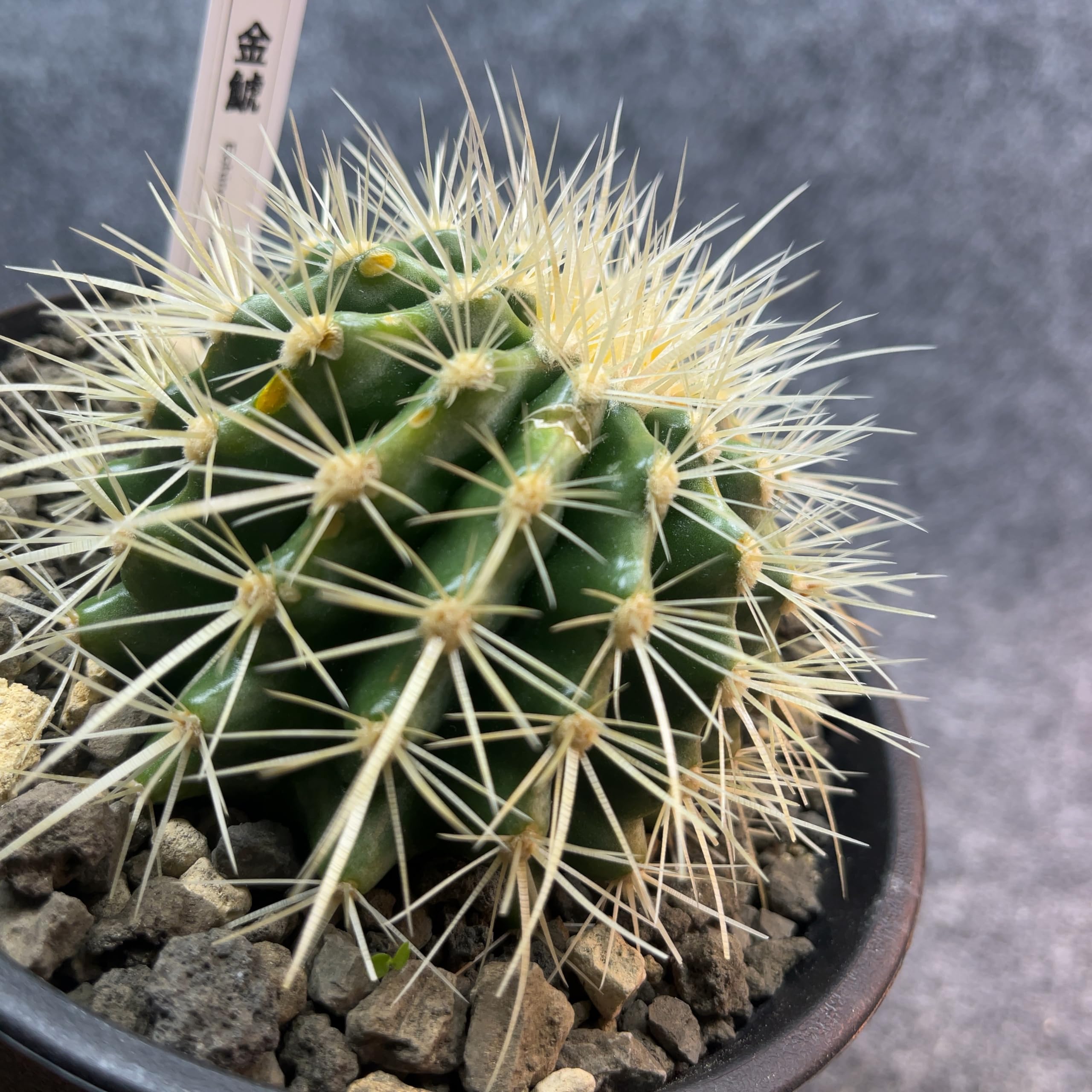 金鯱4号～5号 【公式通販】