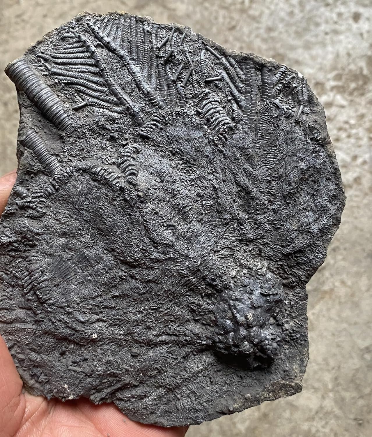 Rare Natural Devonian Prehistoric Jurassic biota crinoids Fossils