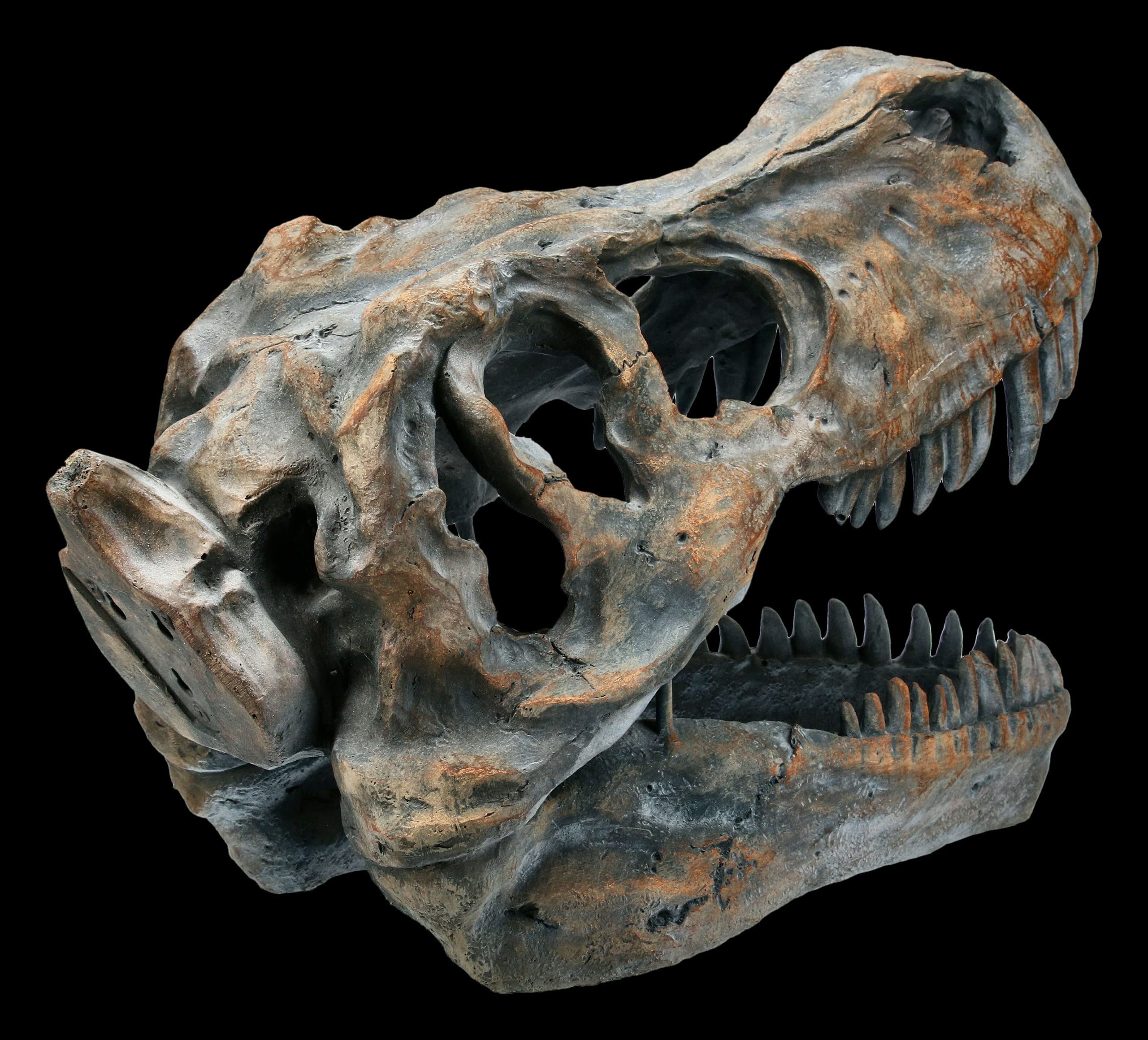 Tyrannosaurus Rex Totenkopf - mittel - Deko Figur Wandrelief