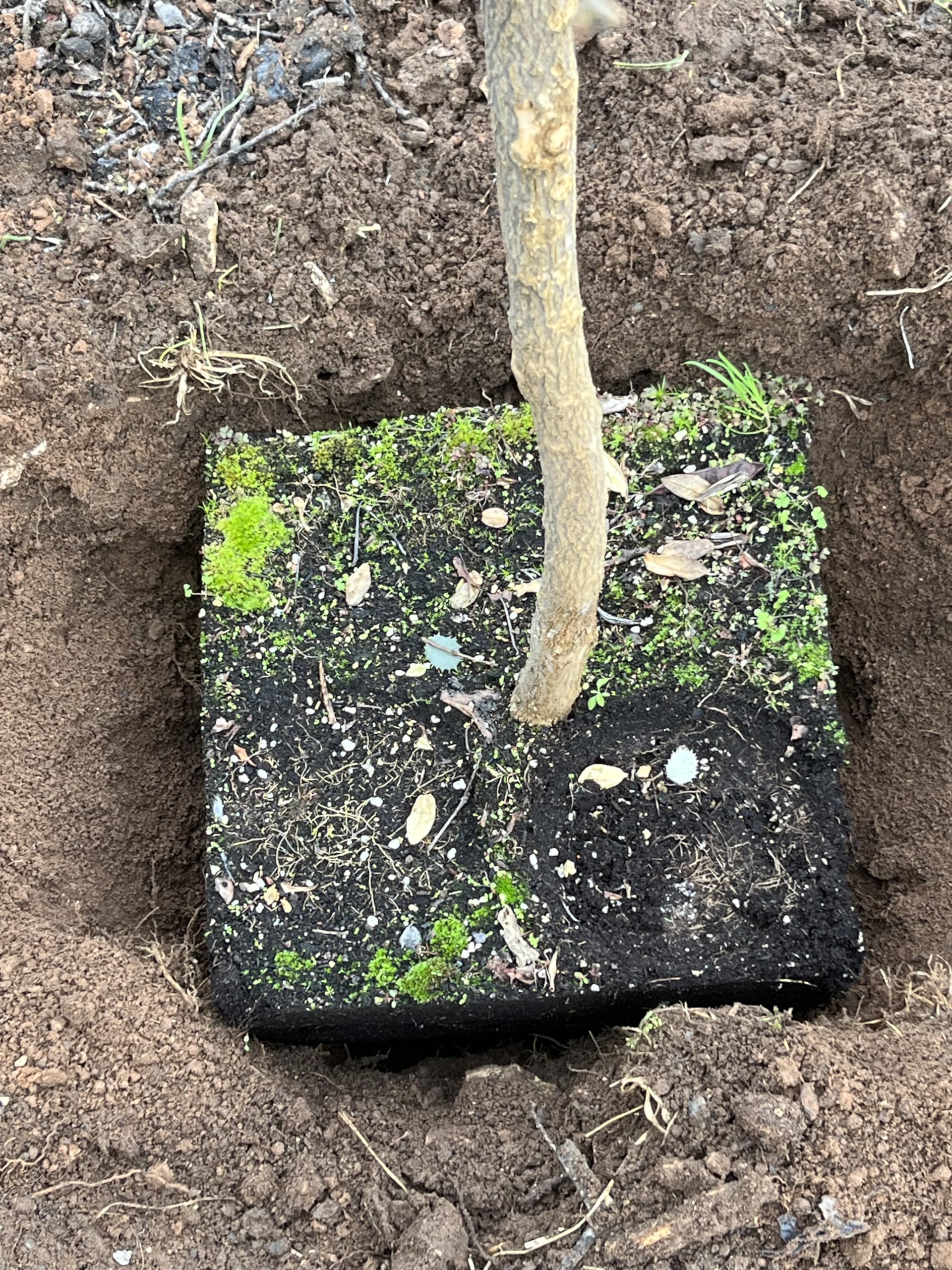 Mikoryze pigułki ukorzeniające. 300 tabletek, Grzyb Ascophyllum nodosum Mikoryza i trichodermas plantacji. Mycoshell