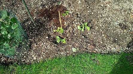 Coleus Canin"VerpissDich®"Pflanze,3 Pflanzen Katzenschreck, Katzen