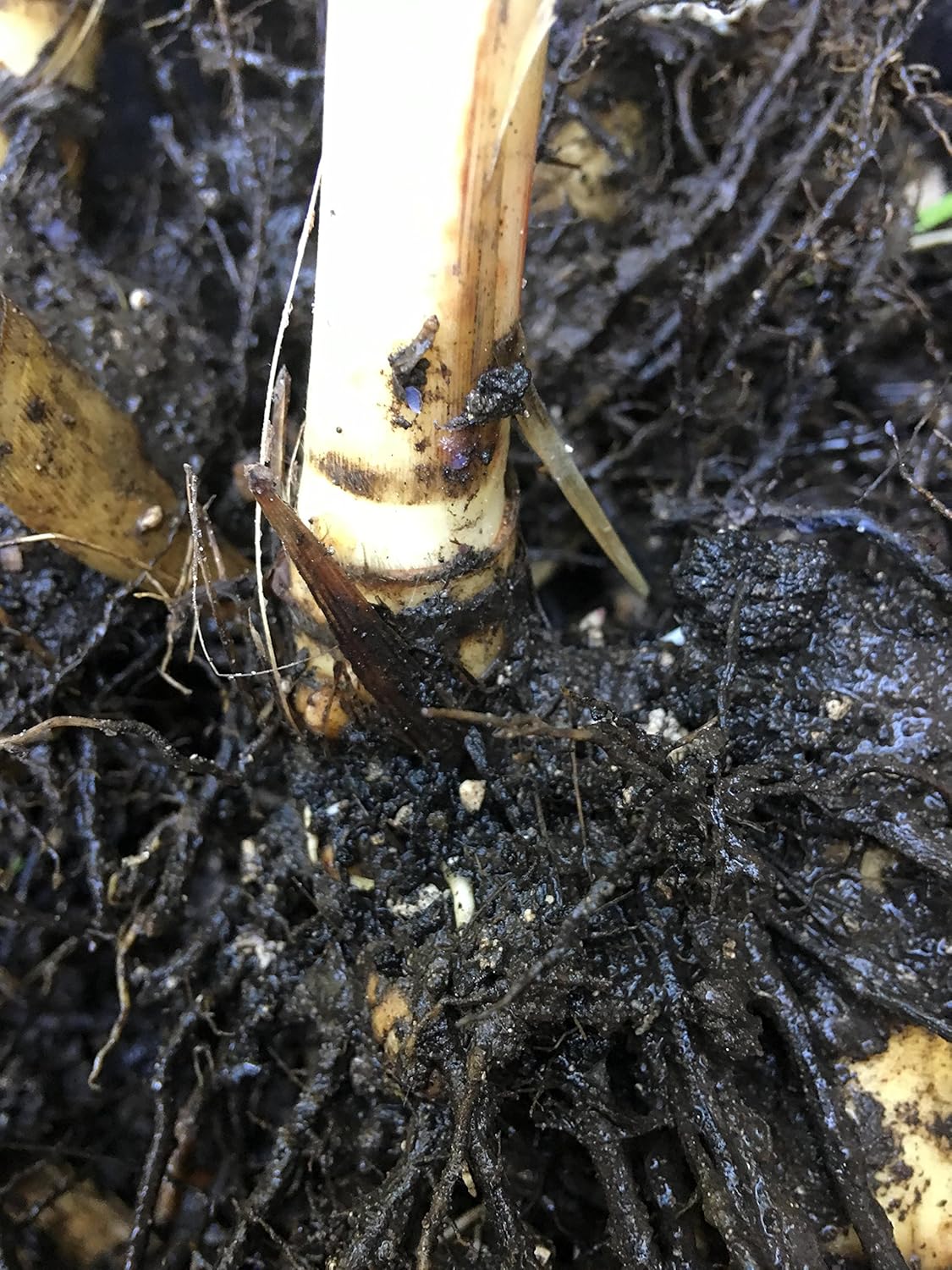 Perennial Sugarcane Root Stock Organic 4 Germinated Healthy Tropical Plants Green/Yellow