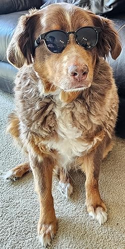 Miniatura 7 de G006 Disfraz para perro y mascota, estilo retro de los años 80, lentes de sol ajustables para razas medianas de 20 a 40 libras, para fiesta,