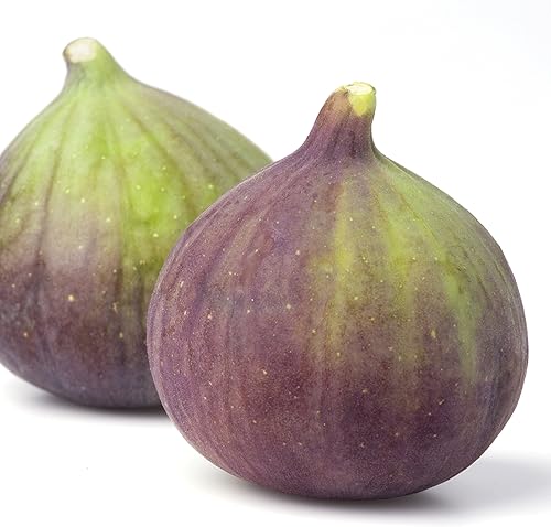 Planta viva de higuera olímpica - Ficus carica - Wellspring Gardens Starter Plant