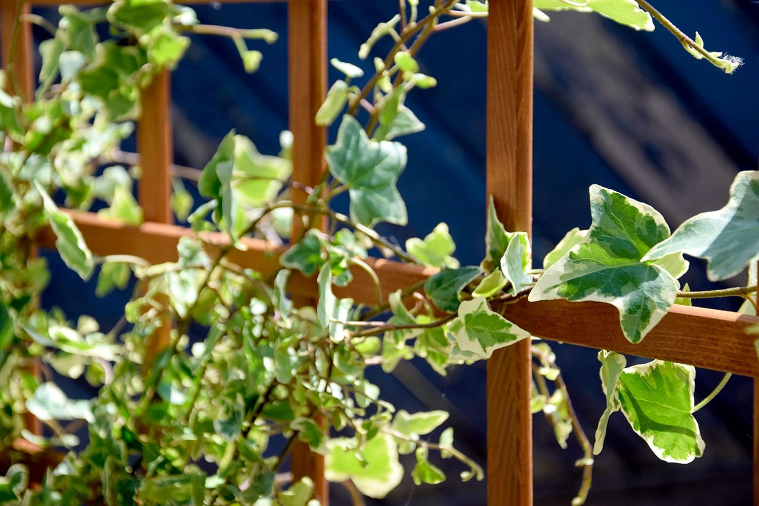 raised bed, three-level Peru, wooden with climbing trellis: planter box cold frame construction kit for vegetables, brown, 110x88x115 cm, 58185FSC