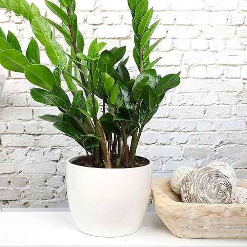 Miniatura 3 de Zamioculcas Zamiifolia de 6 pulgadas, plantas ZZ vivas para interiores, plantas de interior vivas para interiores, plantas de interior vivas,