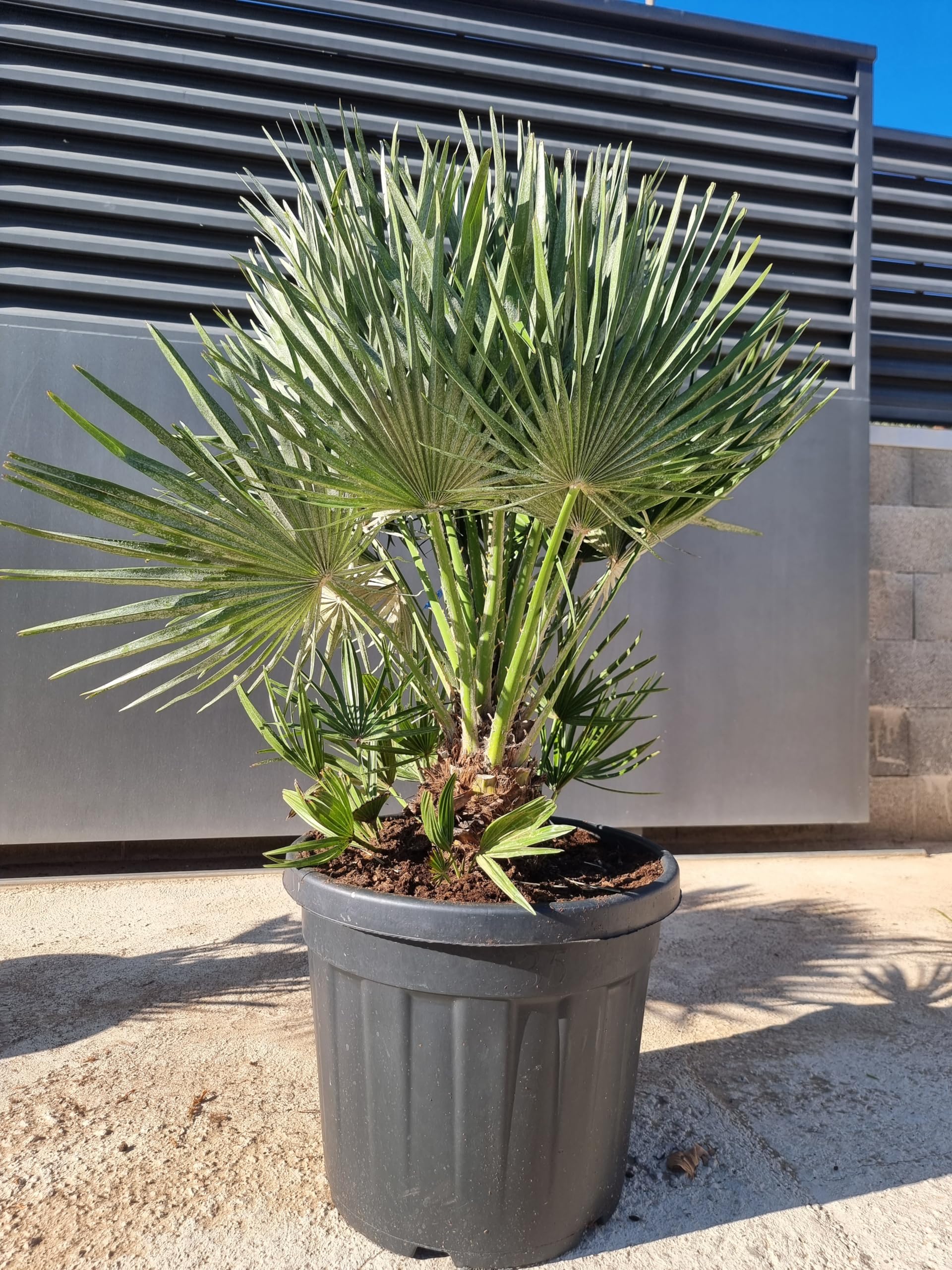 Chamaerops Humilis Vulcano en pot de 35L pour jardin méditerranéen