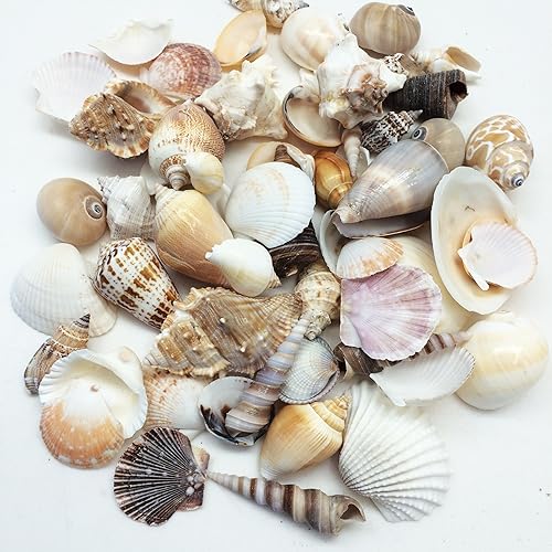 Vista 11 de PEPPERLONELY Tiny Mix - Conchas marinas mezcladas, 8 oz aprox. 1400 carcasas de PC, 1/4 pulgada ~ 5/8 pulgadas 5#. Conchas pequeñas de mezcla pequeña