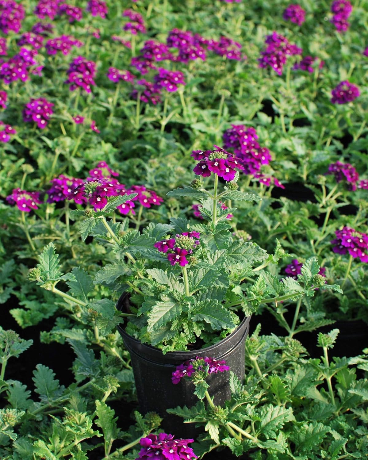 Perennial Farm Marketplace Verbena EnduraScape 'Purple' (Vervain) Perennial, Size-#1 Container, Bright Violet Flowers