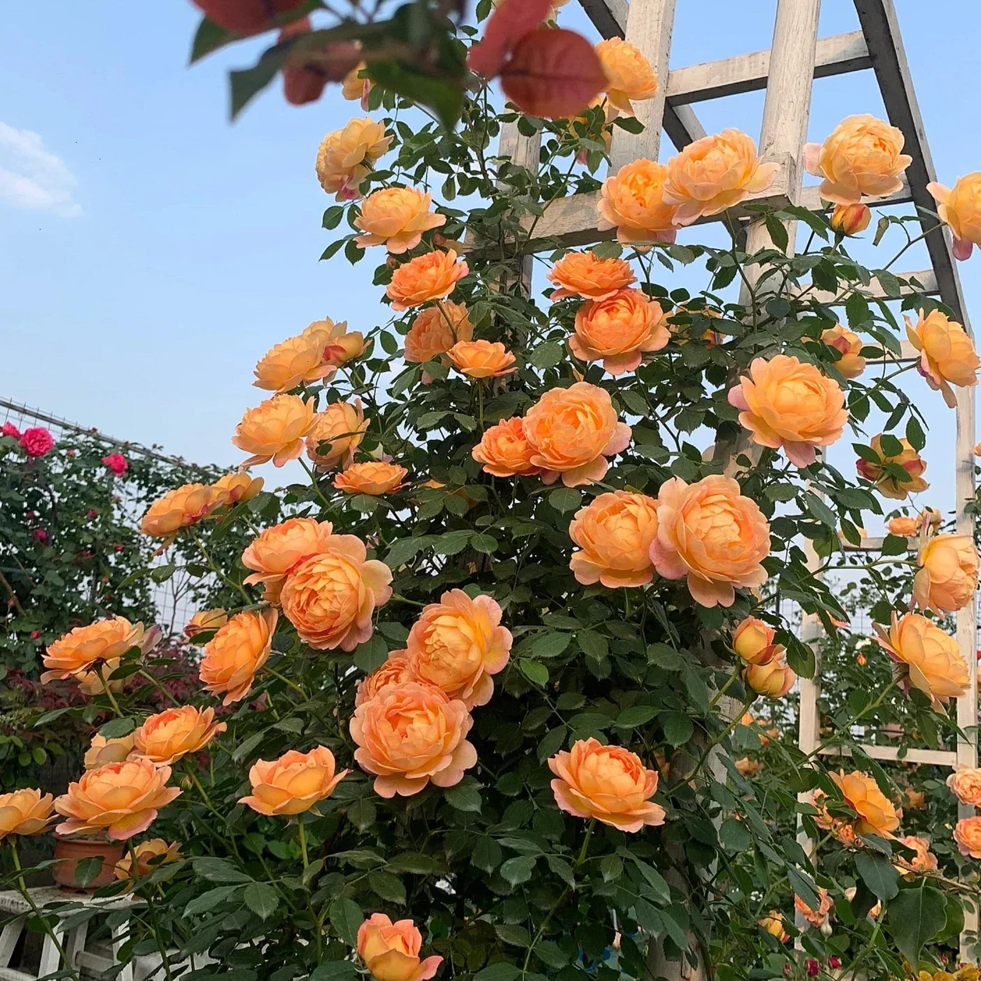 GardenersDream Rosa Rampicante Arancione – Pianta di Rosa in Vaso Resistente e a Bassa Manutenzione – Rampicante Fiorita per Muri, Pergolati e Recinzioni