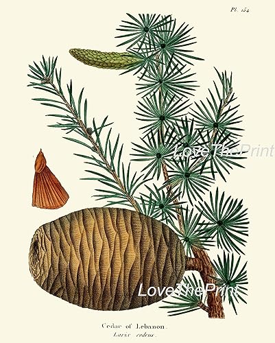 Miniatura 7 de Juego de 4 conos de pino de piña, estampado botánico antiguo y hermoso bosque verde, naturaleza, decoración de habitación para el hogar, Navidad,