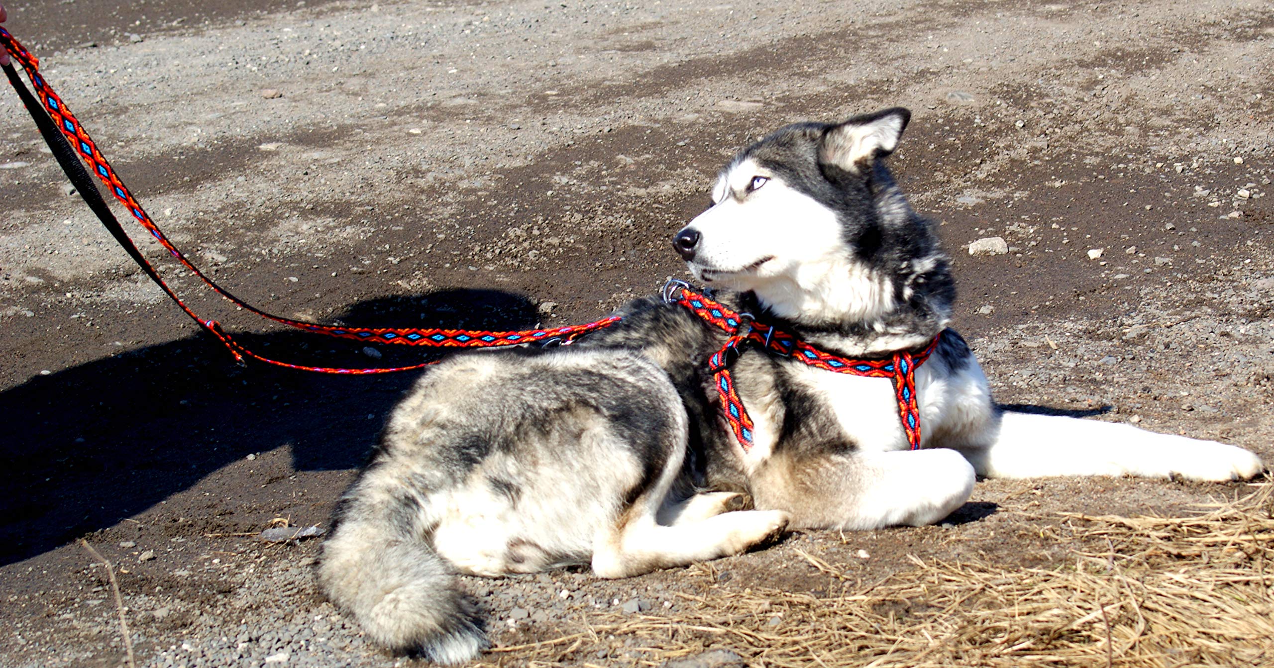Dingo Winnetou Adjustable Dog Leash Handmade in Indian Style Howgh! Blue 13569, 1.6 x 220 cm - Image 4