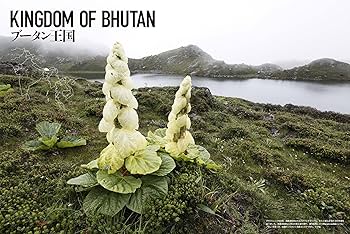 【中古本】世界植物記 アジア・オセアニア編 Amazon.co.jp: 世界植物記 アジア・オセアニア編 : 木原浩: 本