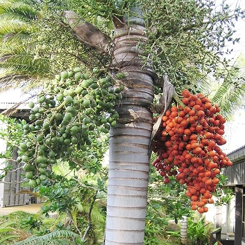Miniatura 3 de YEGAOL Garden - Semillas de Bifurcata con cola de zorro, palmera y palmera tolerante a la sequía, plantas ornamentales tropicales comestibles para