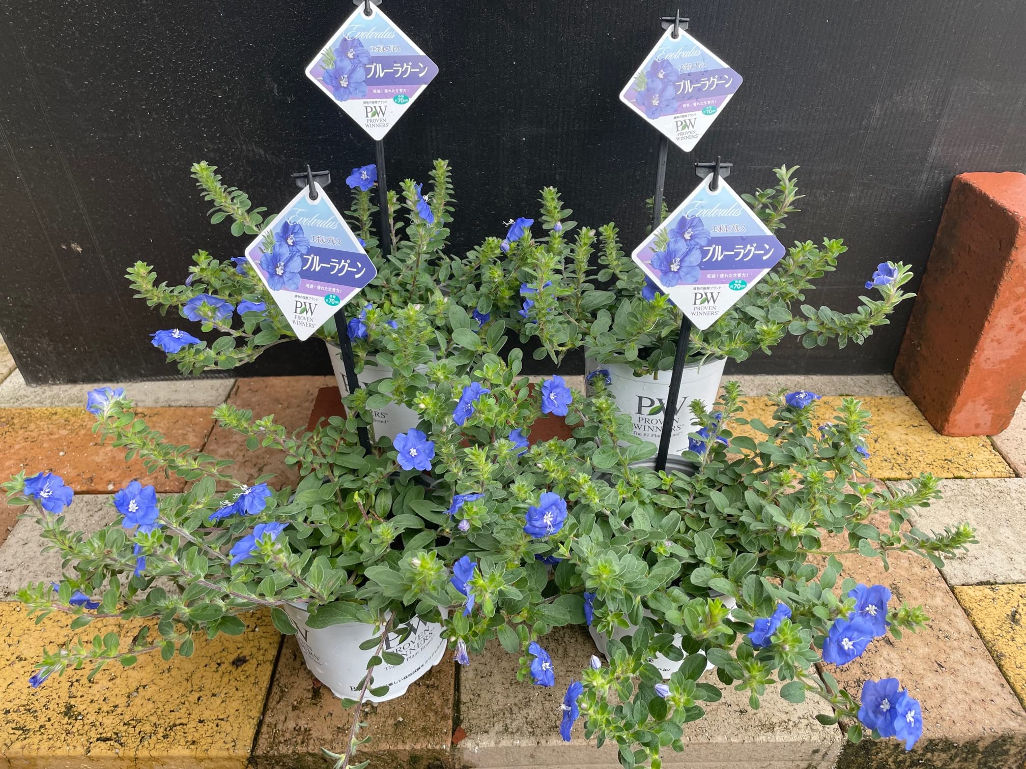 Amazon.co.jp: 暑さに強く秋まで楽しめる花苗【アメリカンブルー