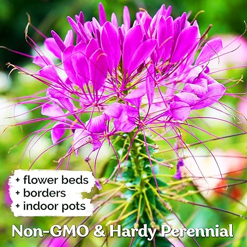 Miniatura 4 de KVITER 30 semillas Violet Queen Cleome para plantar al aire libre (Cleome Spinosa/Hassleriana) – Semillas de flores de araña Cleome, semillas de