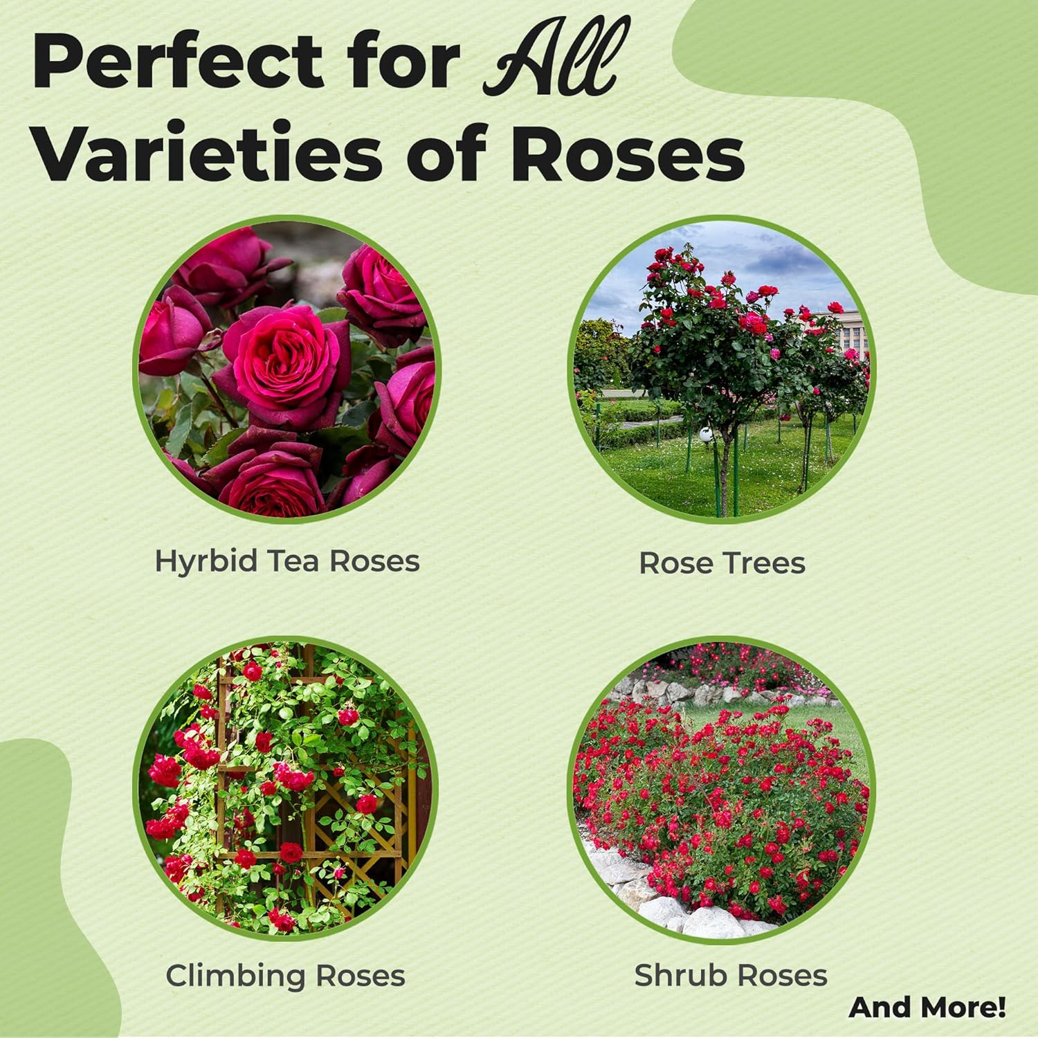 Specialty Rose Planting Mix by Perfect Plants | Premium Nutrients for Flowering Roses Such as Drift, Knockout, and Heirloom (8qt)