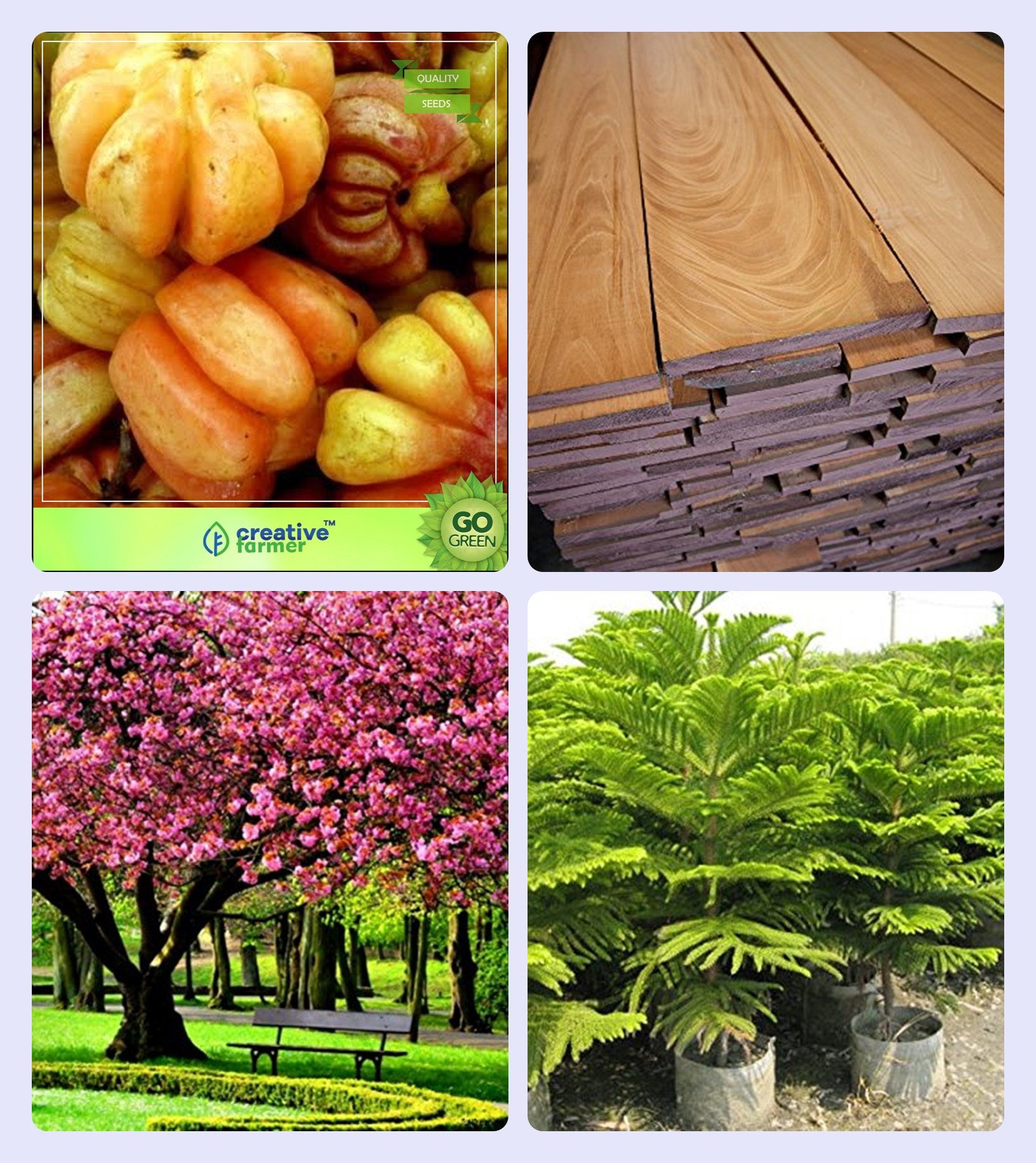 Creative Farmer Tree Seeds Buy Online Malabar Tamarind,Mahogany,Peach,Hoop Pine Combo For Home Garden Fruit Seeds & Timber Species & Fruit Seeds & Shade Tree/Ornamental Tree Seeds
