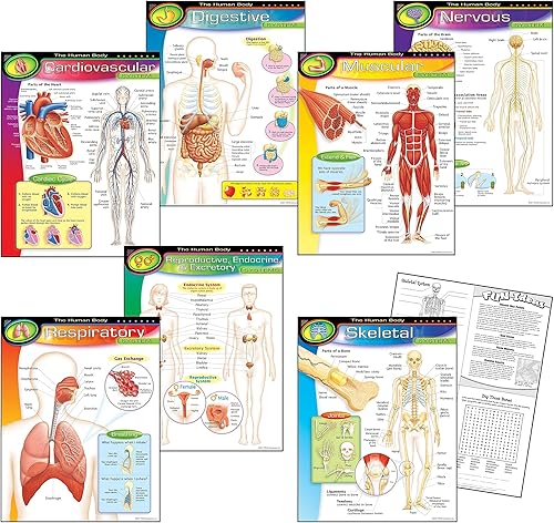 Miniatura 2 de Trend Enterprises 38913 The Human Body Charts, 17 pulgadas x 22 pulgadas, multicolor