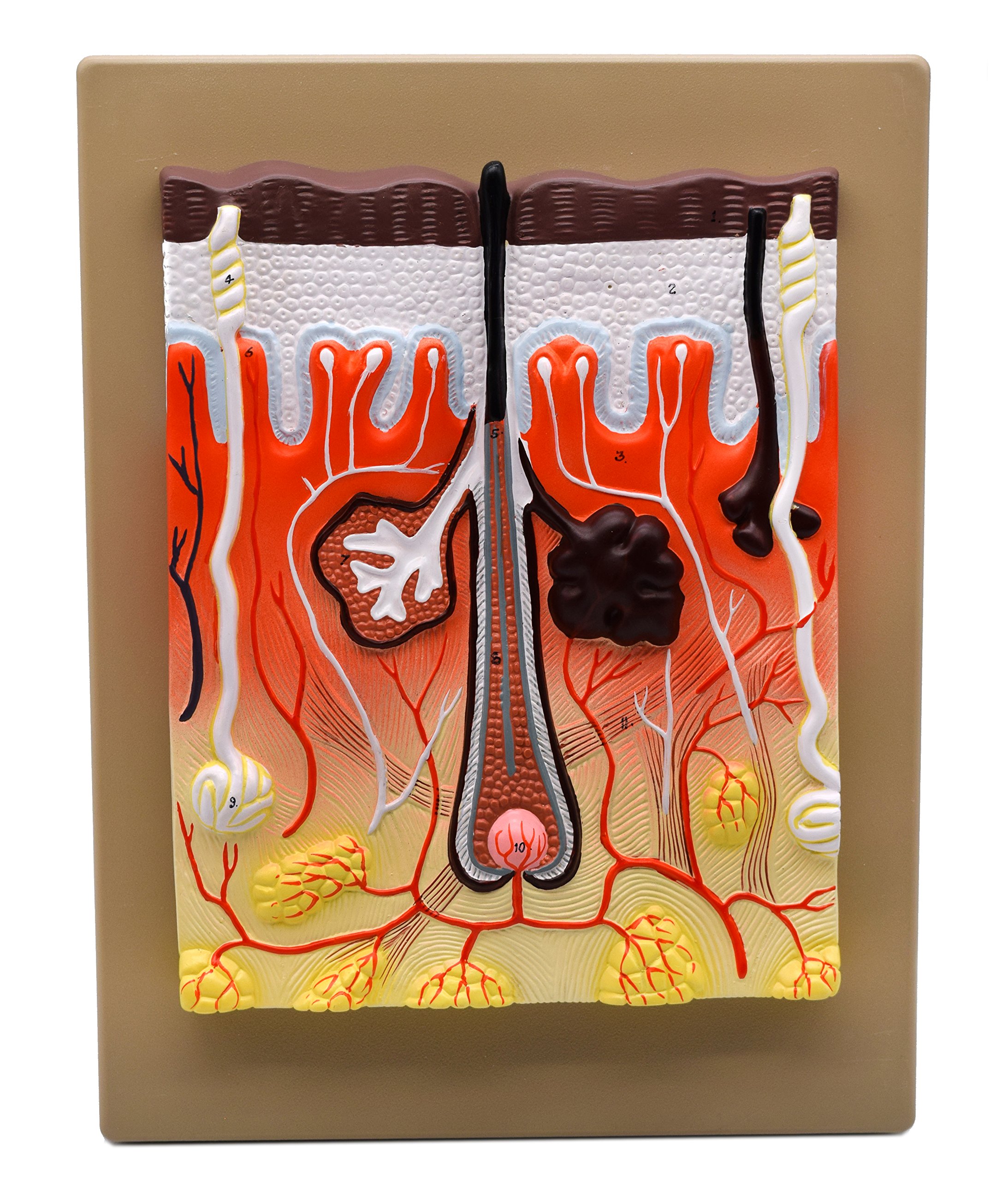 EISCO Human Skin Model, 300x Enlarged - with Hand Painted Details - Mounted on Base, 13" x 10"
