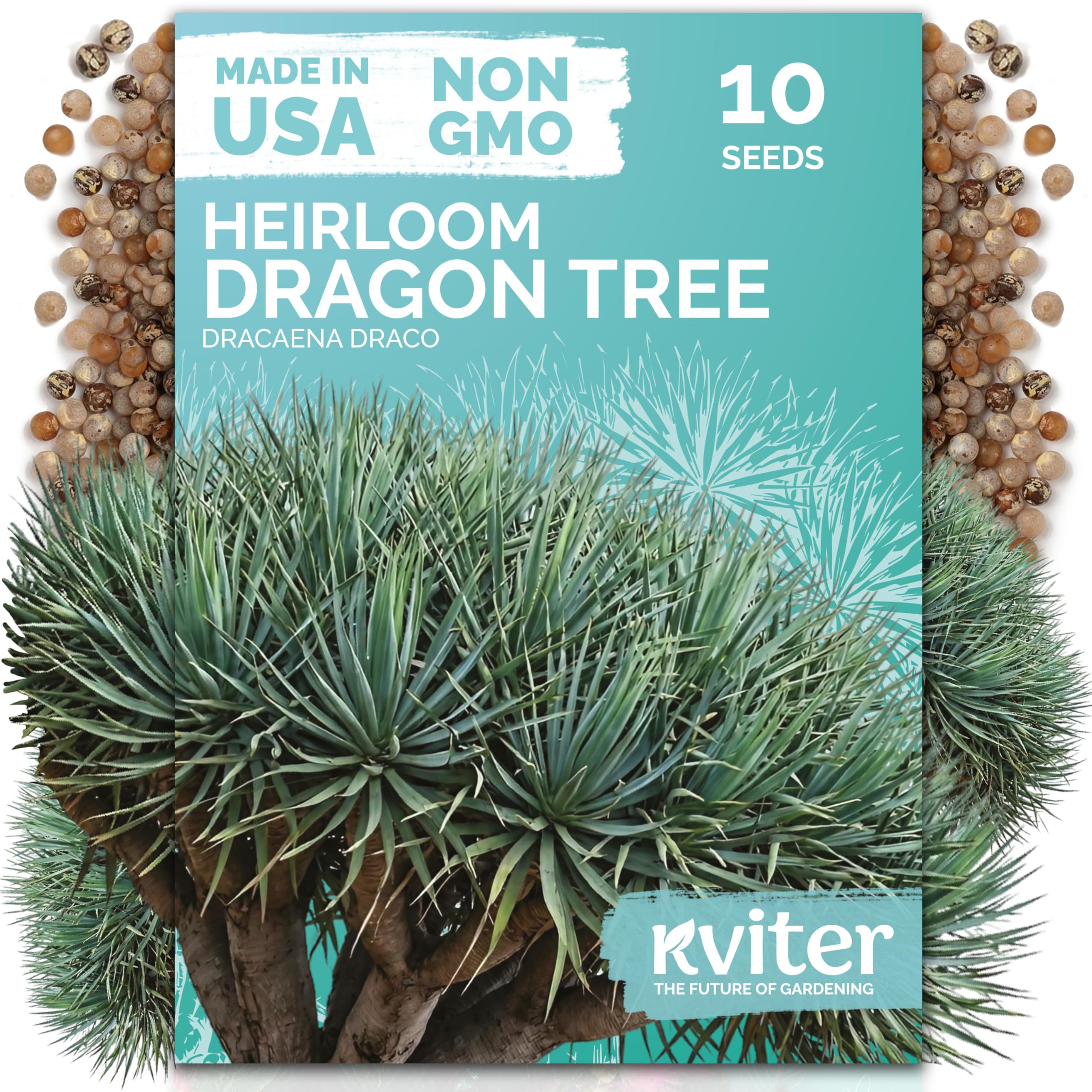 10 Dragon Tree Seeds for Planting, Exotic Tree Seeds, Dracaena Draco