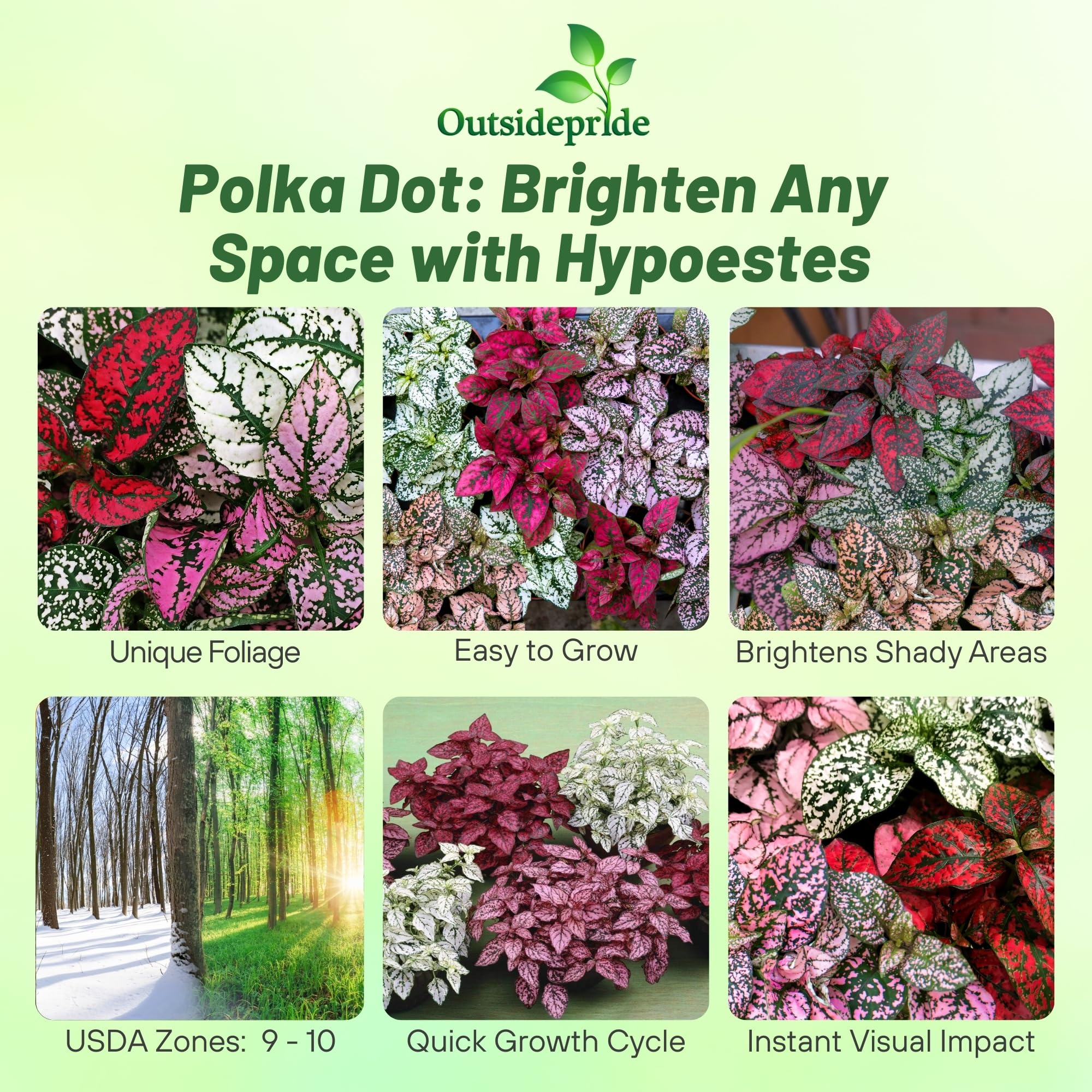 small potted plants Assorted Foliage main image 0