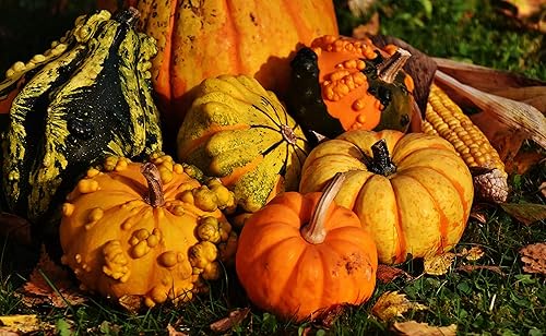 Miniatura 8 de Semillas ornamentales de mezcla de calabaza gigante, vegetales tradicionales para plantar 10 semillas decorativas únicas sin OMG