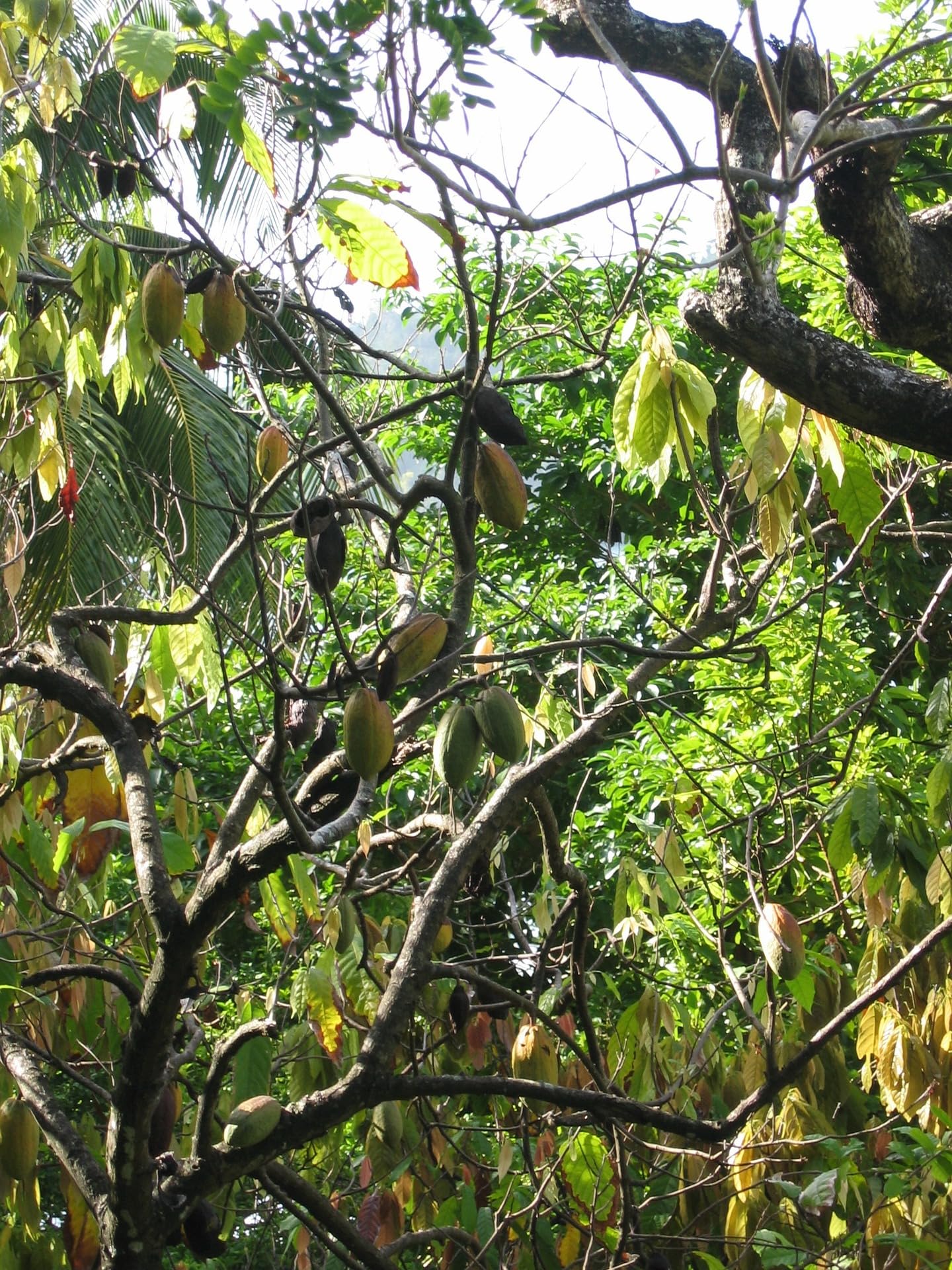 Meybona Urspungs-Schokolade Zartbitter | Peru | 72% Kakao | 10x100g | Schokoladentafel, ausgewählte Edelkakaobohnen, 72% Kakao, Bean-to-Bar, Single Origin Edel-Schokoladen