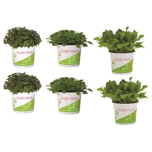 Pflanzen Set für Echsen/Schildkröten - 2X Golliwoog, Ackersalat & Zicholli - Frische Futterpflanzen für Ihre Schildkröten BZW Echsen wie Z.B Bart Agamen