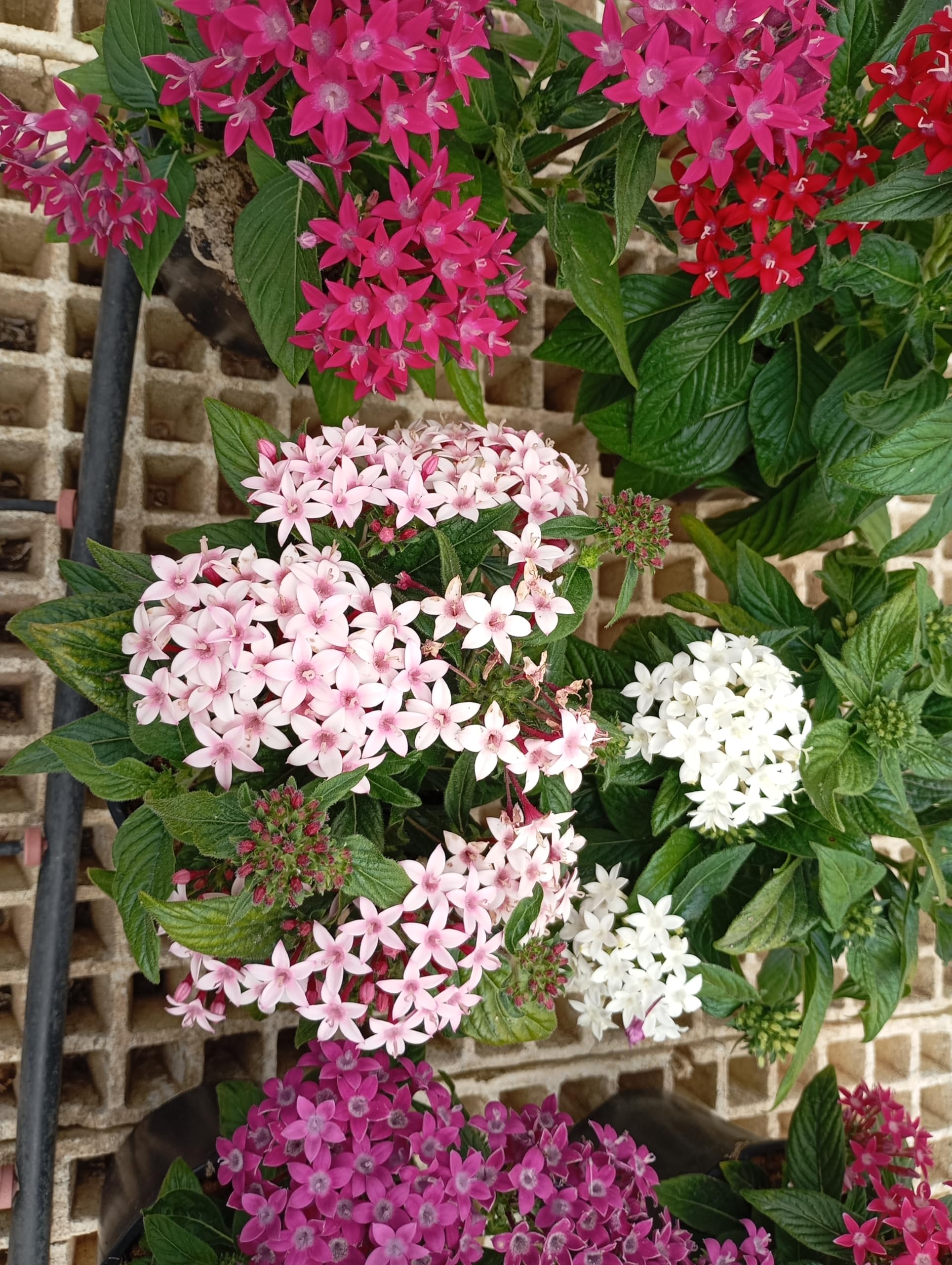 Pentas Pack 6 Plantas - Flores vivas - Planta Natural - Maceta 13 cm ø