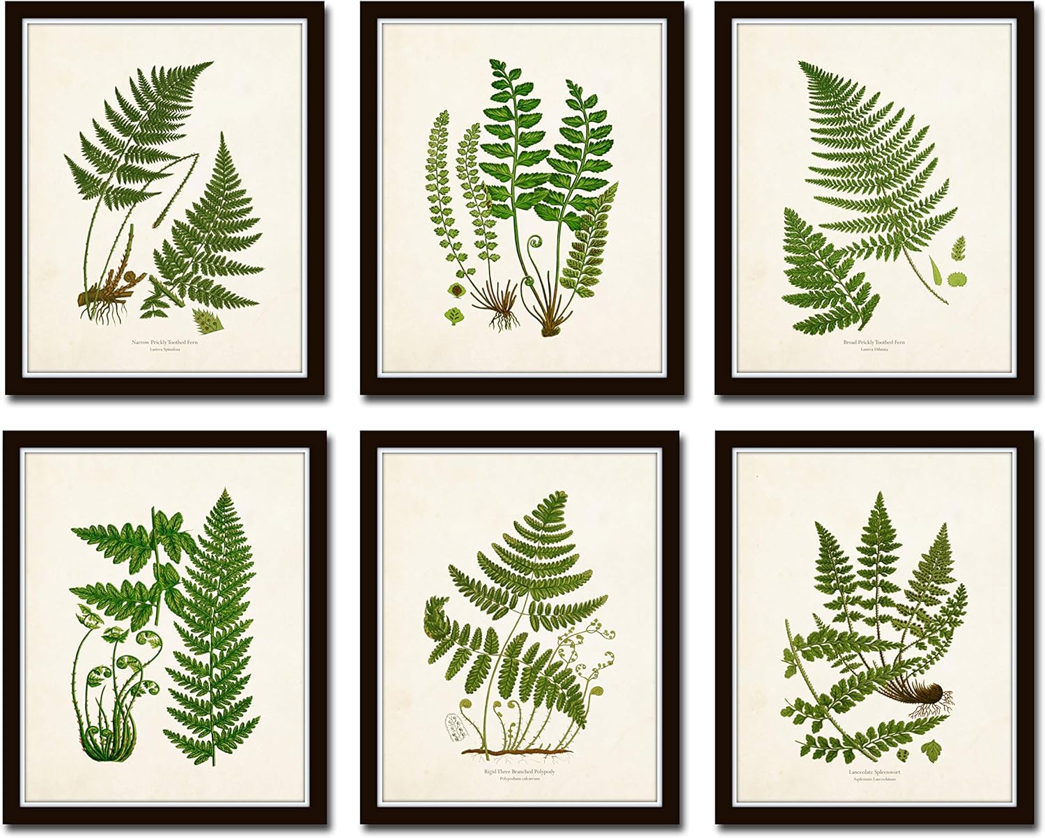 Belle Maison Art Botanical Prints, Vintage Wall Art, Wall Art Prints, Ferns Botanical Print Set No.26 - Unframed