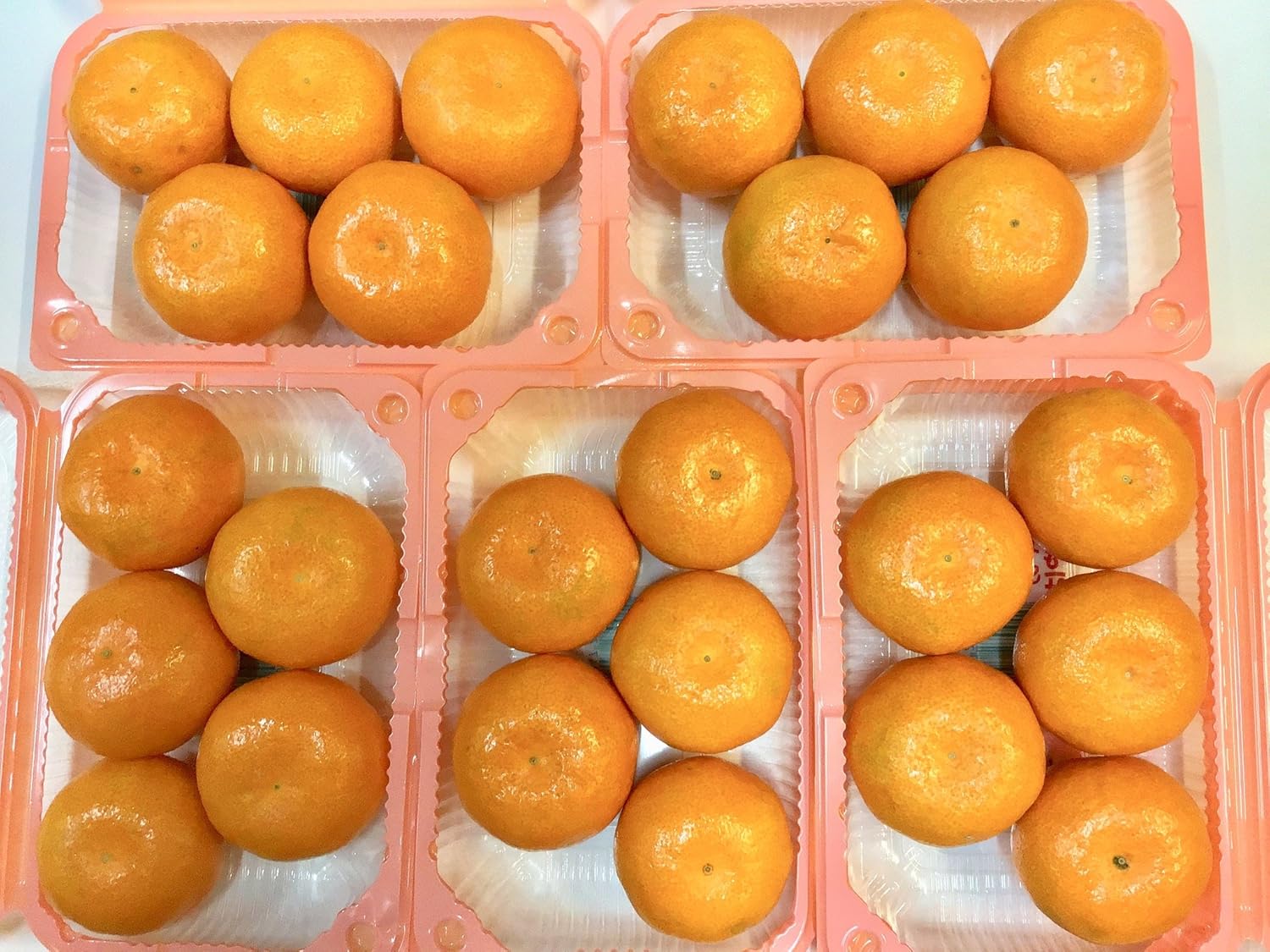 送料無料 産地厳選 温室みかん 1パック6 9玉入り 4パック 送料無料 産地厳選 温室みかん 1パック6 9玉入り 4パック