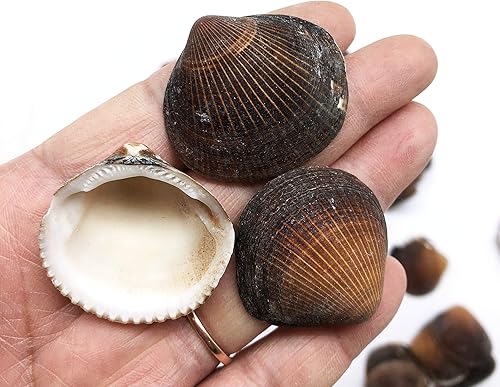 Vista 63 de Conchas marinas Pepperlonely, vieiras de diferentes tamaños