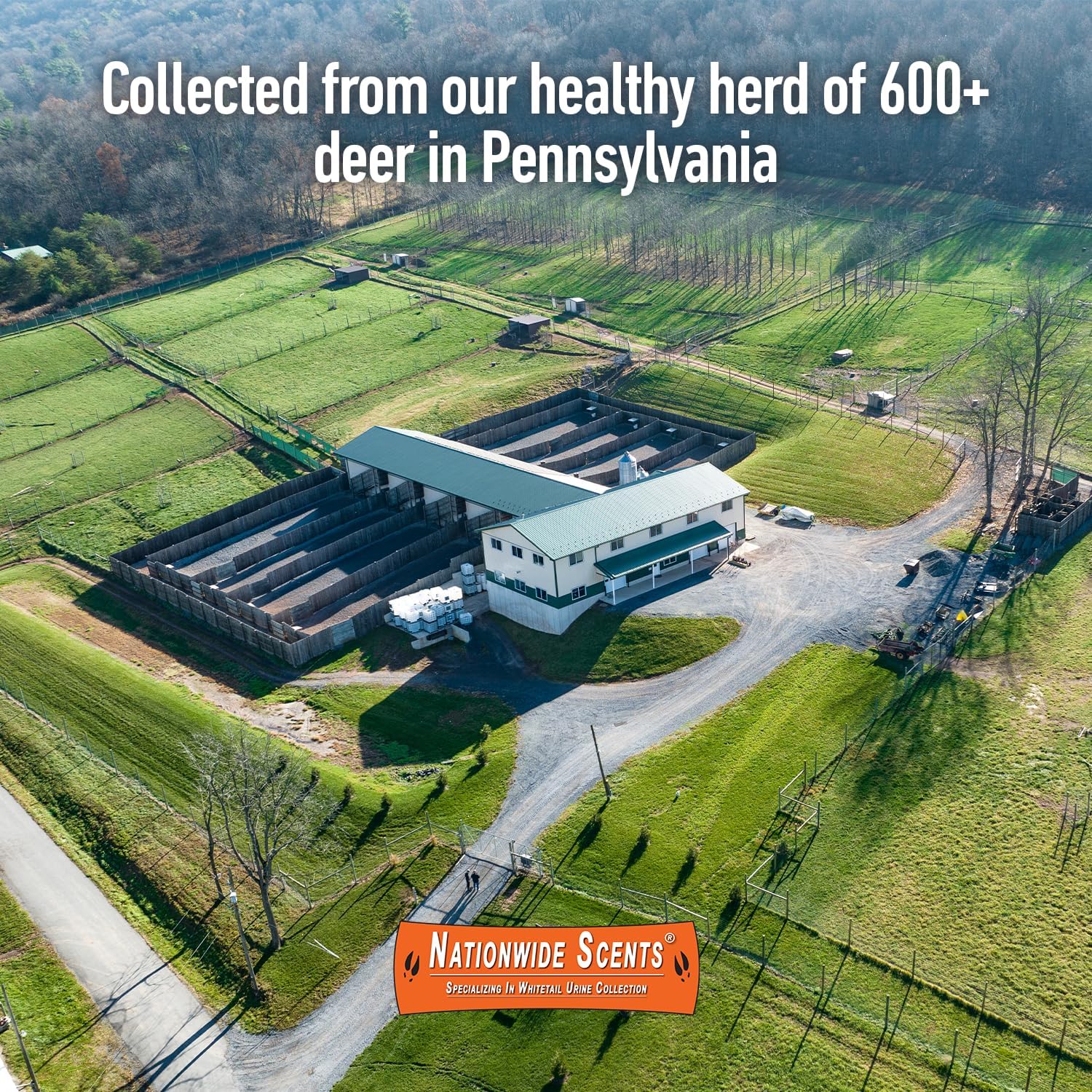 Nationwide Scents Buck Urine for Hunting | Buck Attractants for Whitetail Deer | Deer Scents & Attractants