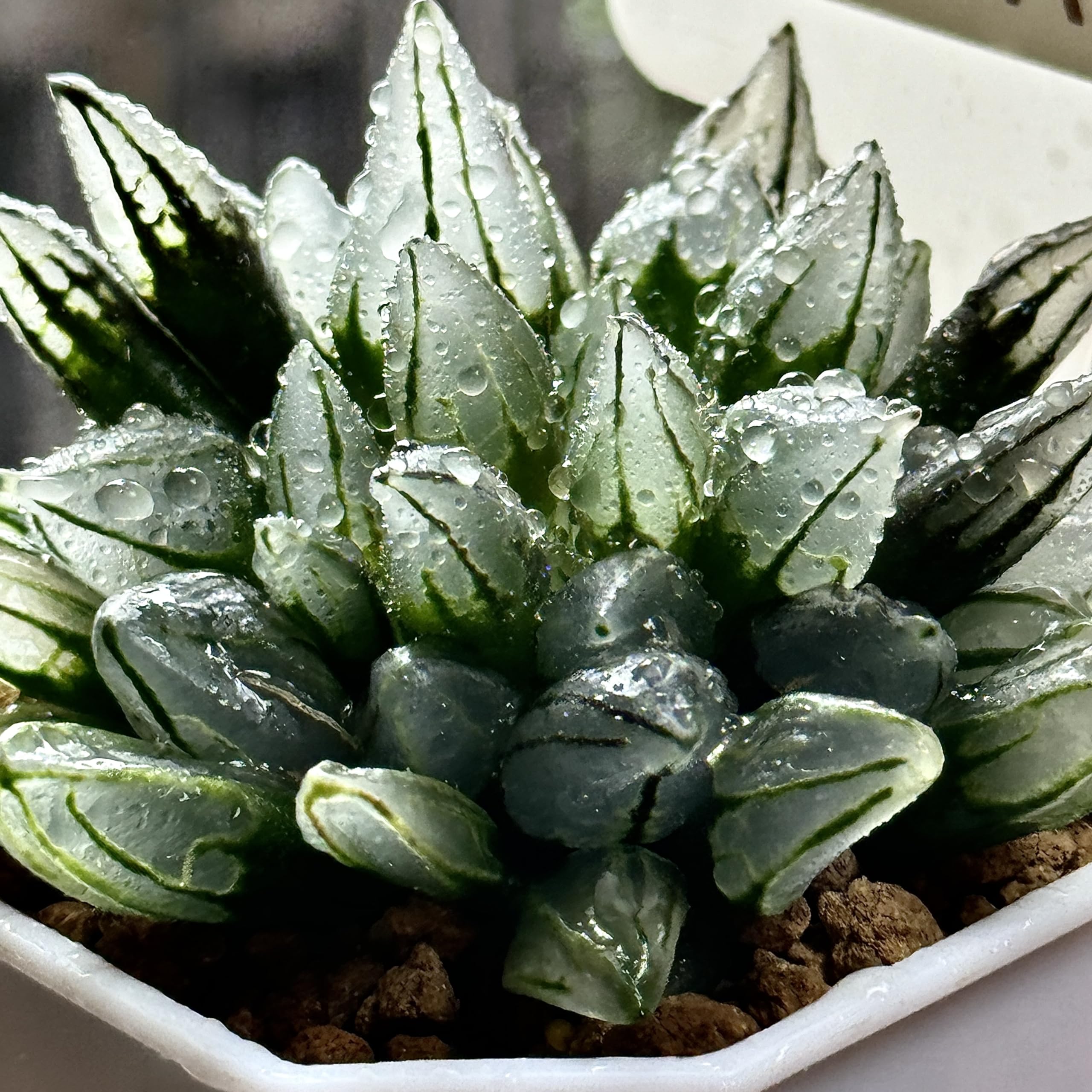 Amazon｜多肉植物 観葉植物 ハオルチア ハオルシア アトロフスカ
